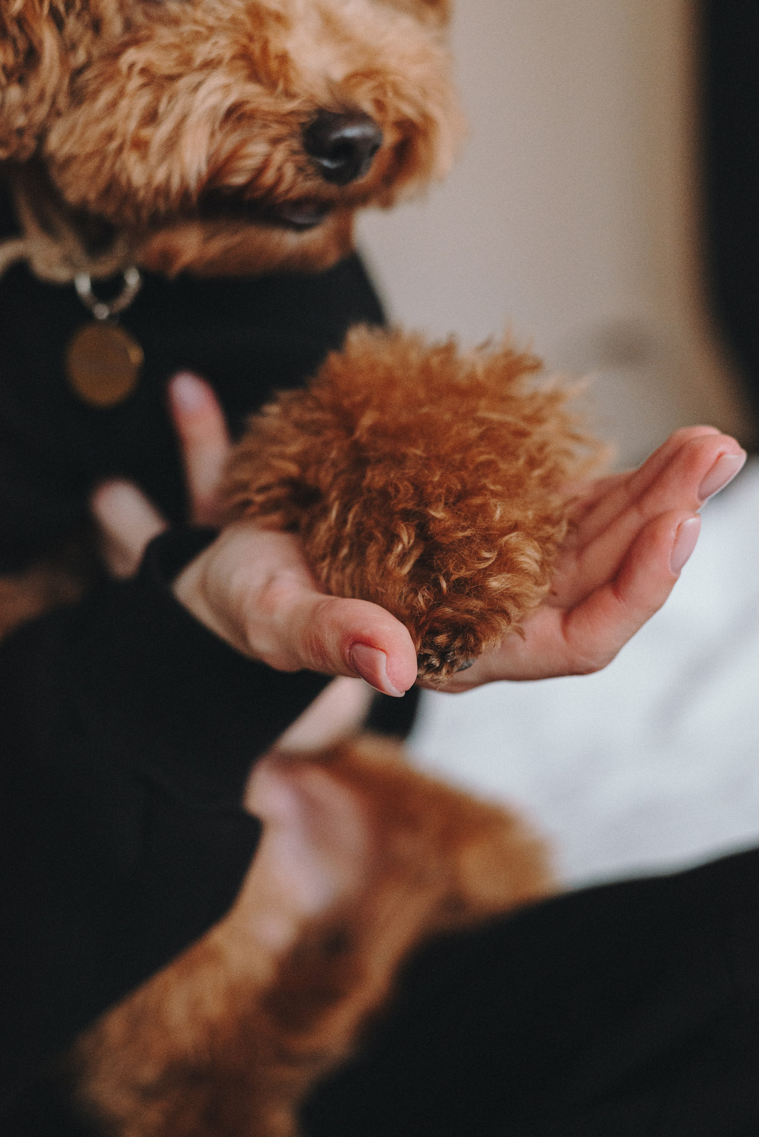 Alena & Marsel. Natalia Finch Photography — Family, Kids & Pet Photographer in Chicago, IL