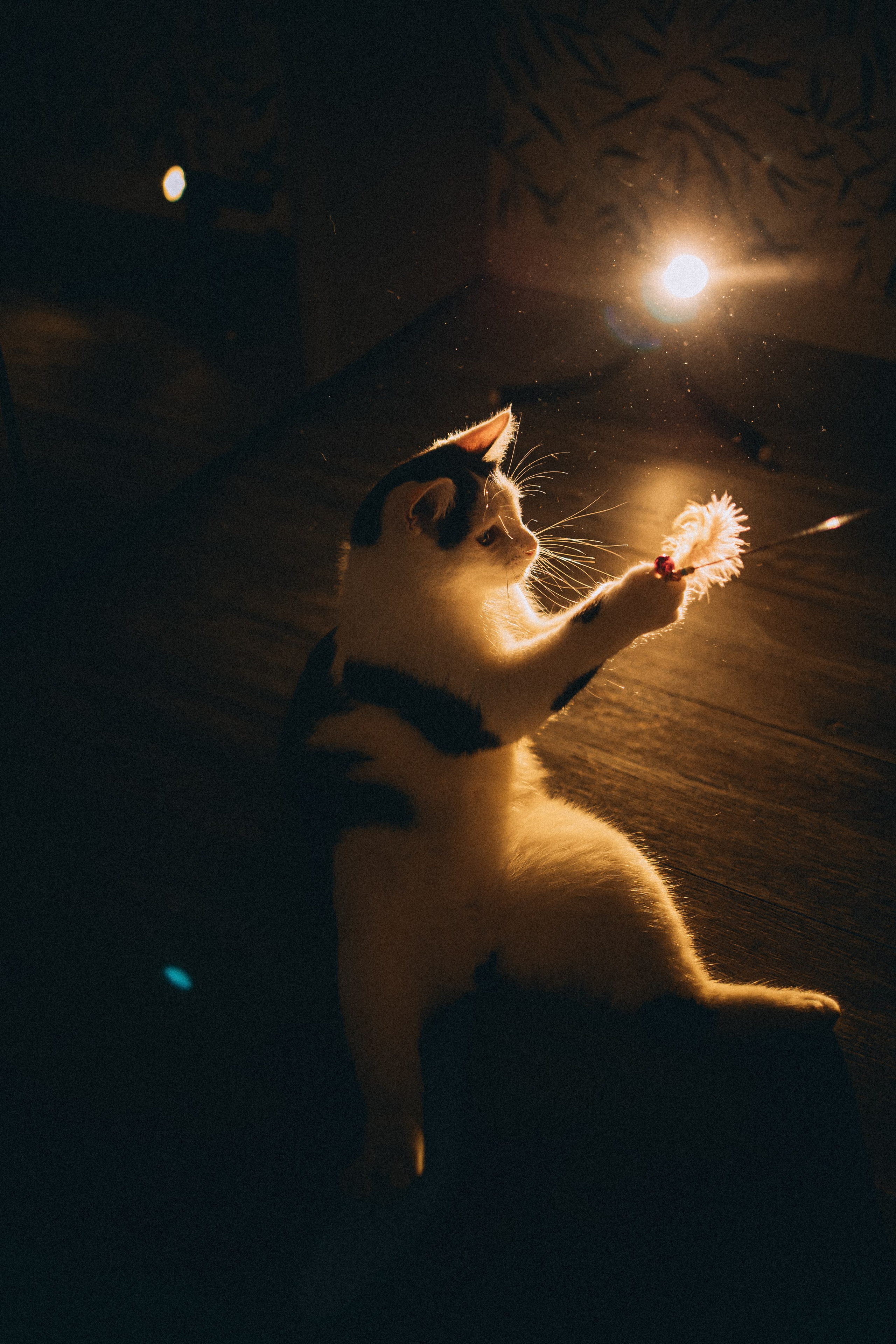 Рыся, Кепа и их семья