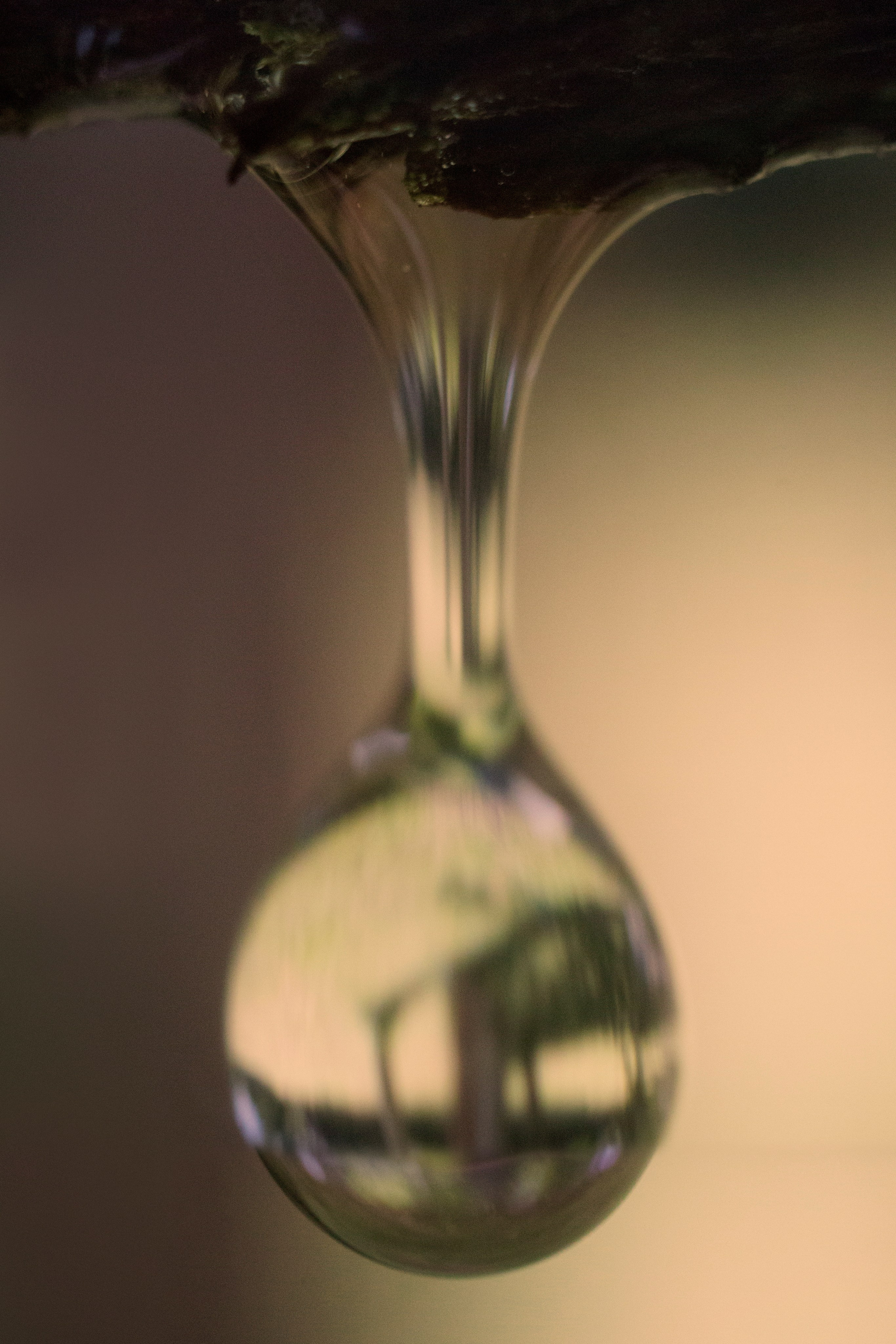 Макро. Фотограф Лагутин Анатолий