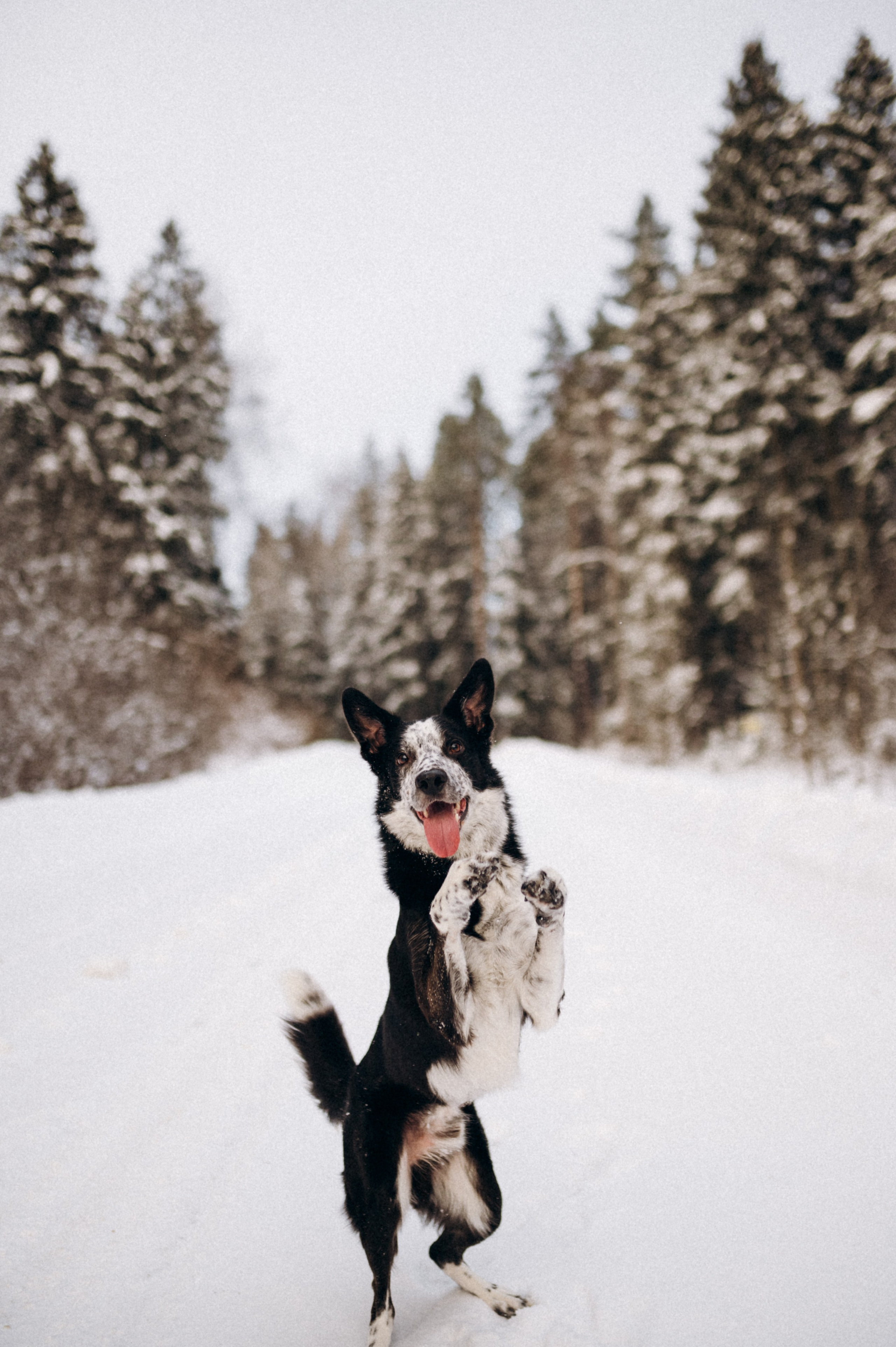 Аня и Милан. Фотограф анималист в Москве Ольга Агушева