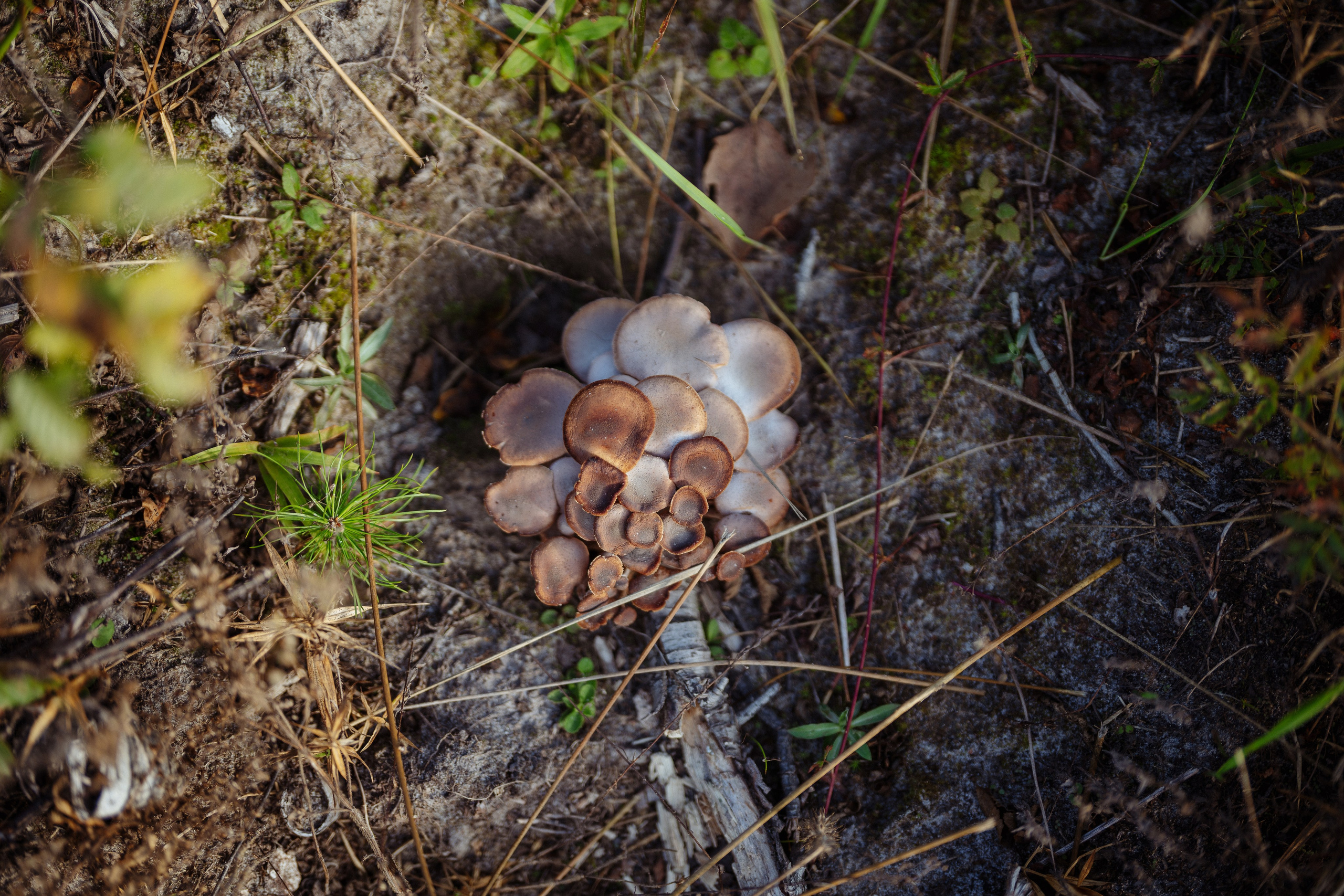 СБЕР · ЭКА · Посадка сеянцев. Владимир Вершинин, тот самый свадебный видеограф
