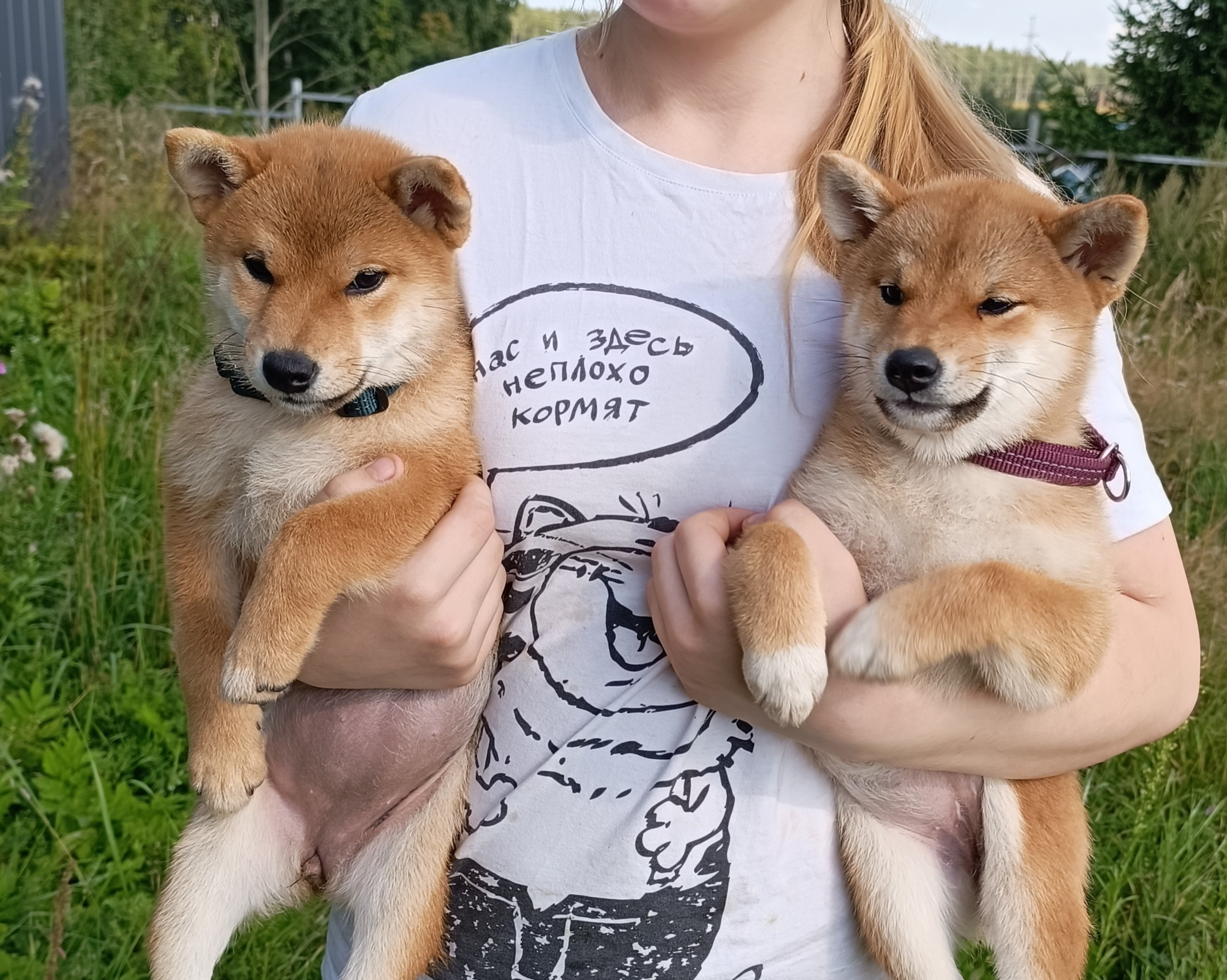 сиба питомник Рубилайт щенки на продажу rubylight  сиба щенки купить СПб Санкт-Петербург 