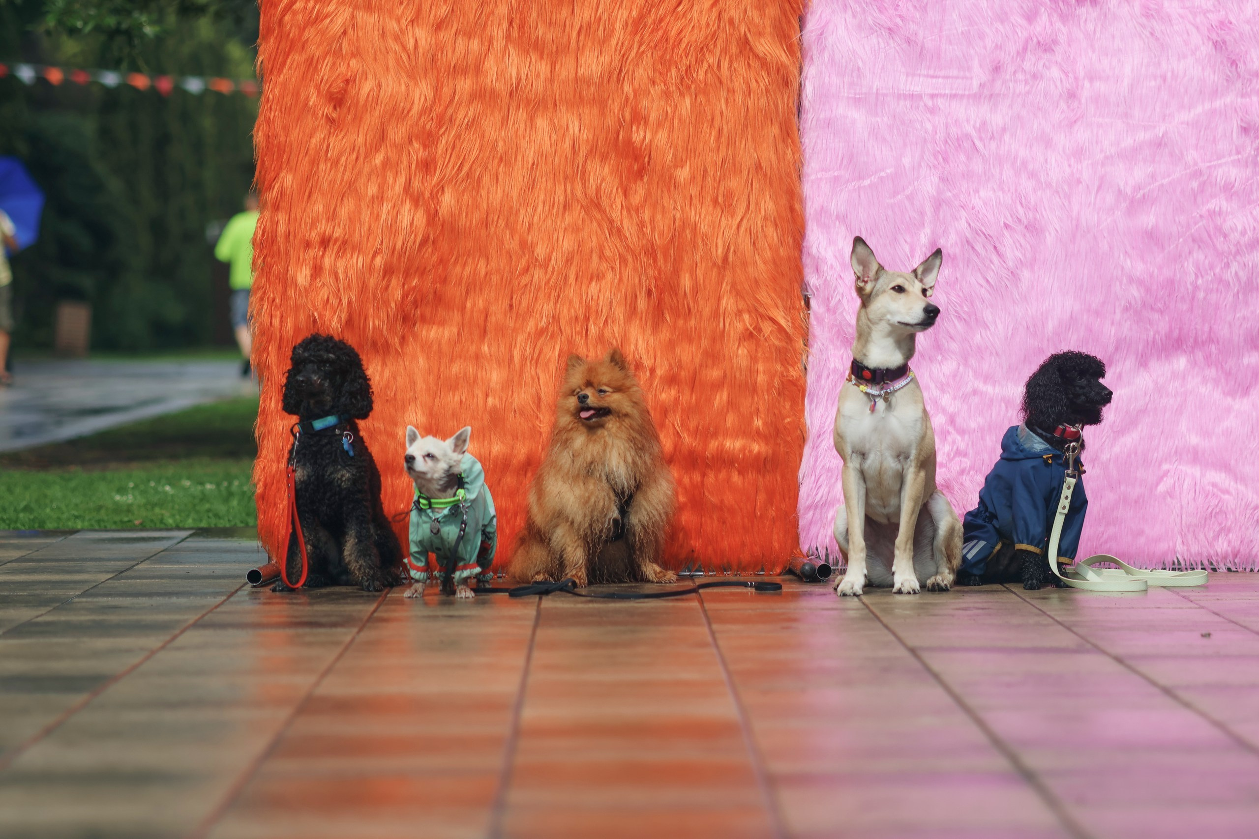Четыре Лапы. Свадебный и репортажный фотограф Дмитрий Кононенко