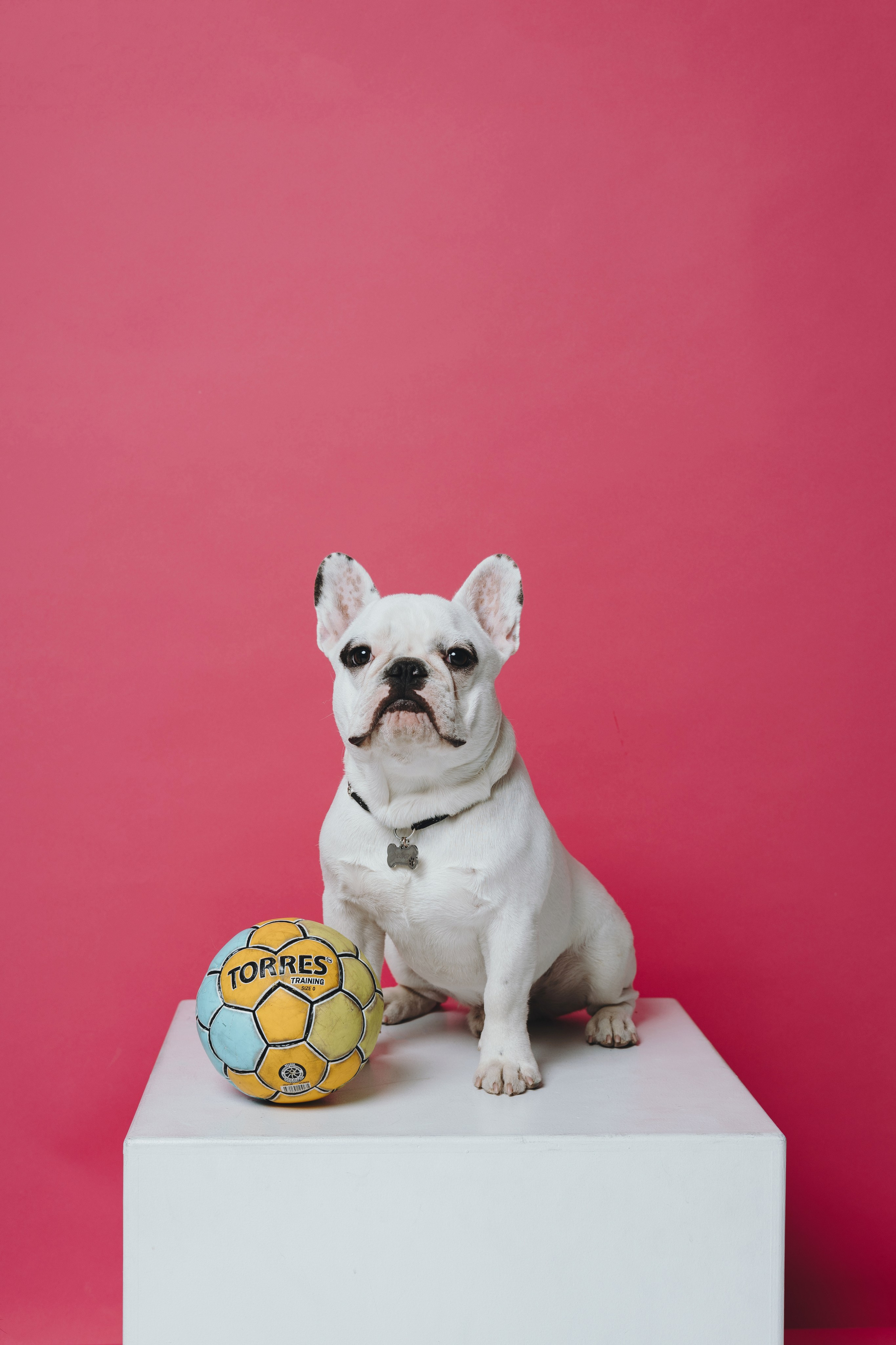 Елена, Дмитрий, Джем и Зефир. Фотограф — анималист Владивосток, Алина