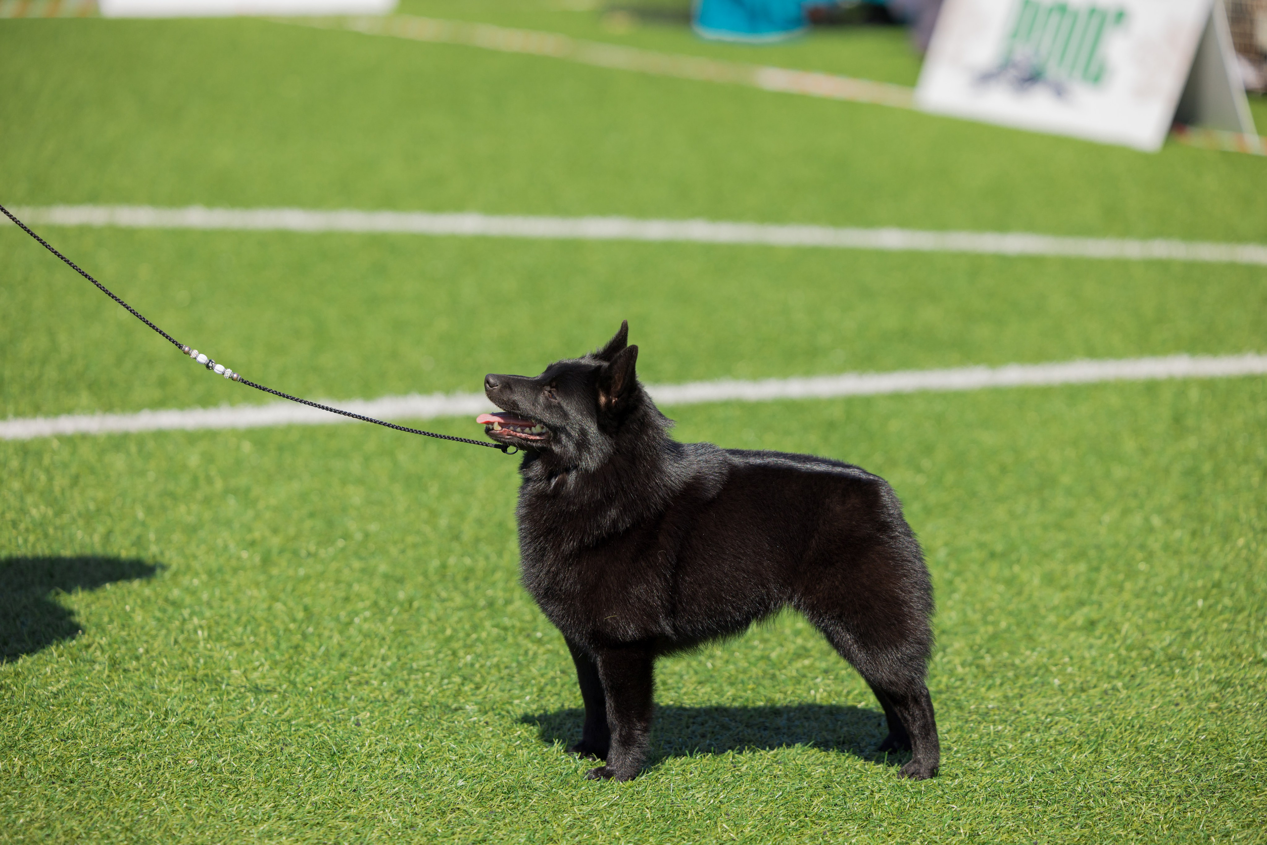 Суздаль 18-19.05.2024. Фотограф-анималист Юлия Германика