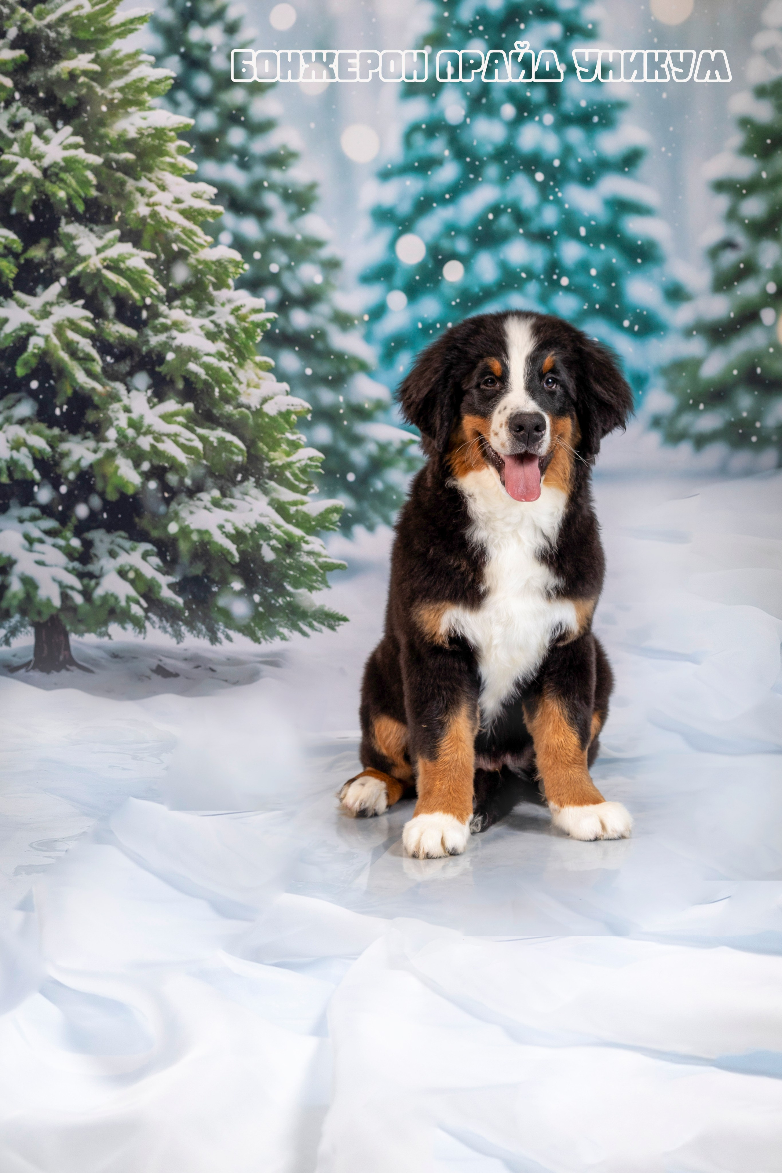 Бонжерон прайд. Фотограф 📸 семейный, предметный, репортажный