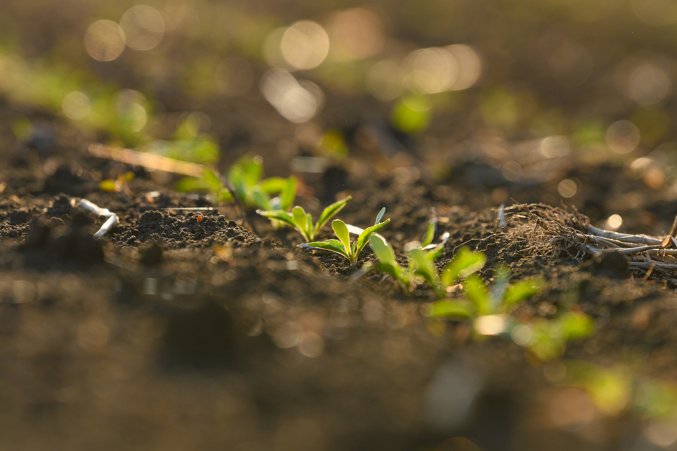 Проекты. Профессиональный фотограф Вячеслав Плацында | Липецк |