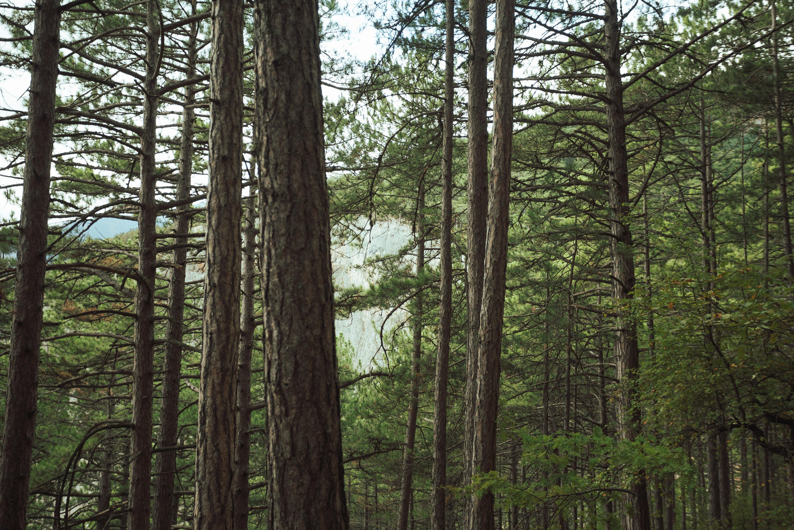 Много гуляли. Семен Соколов