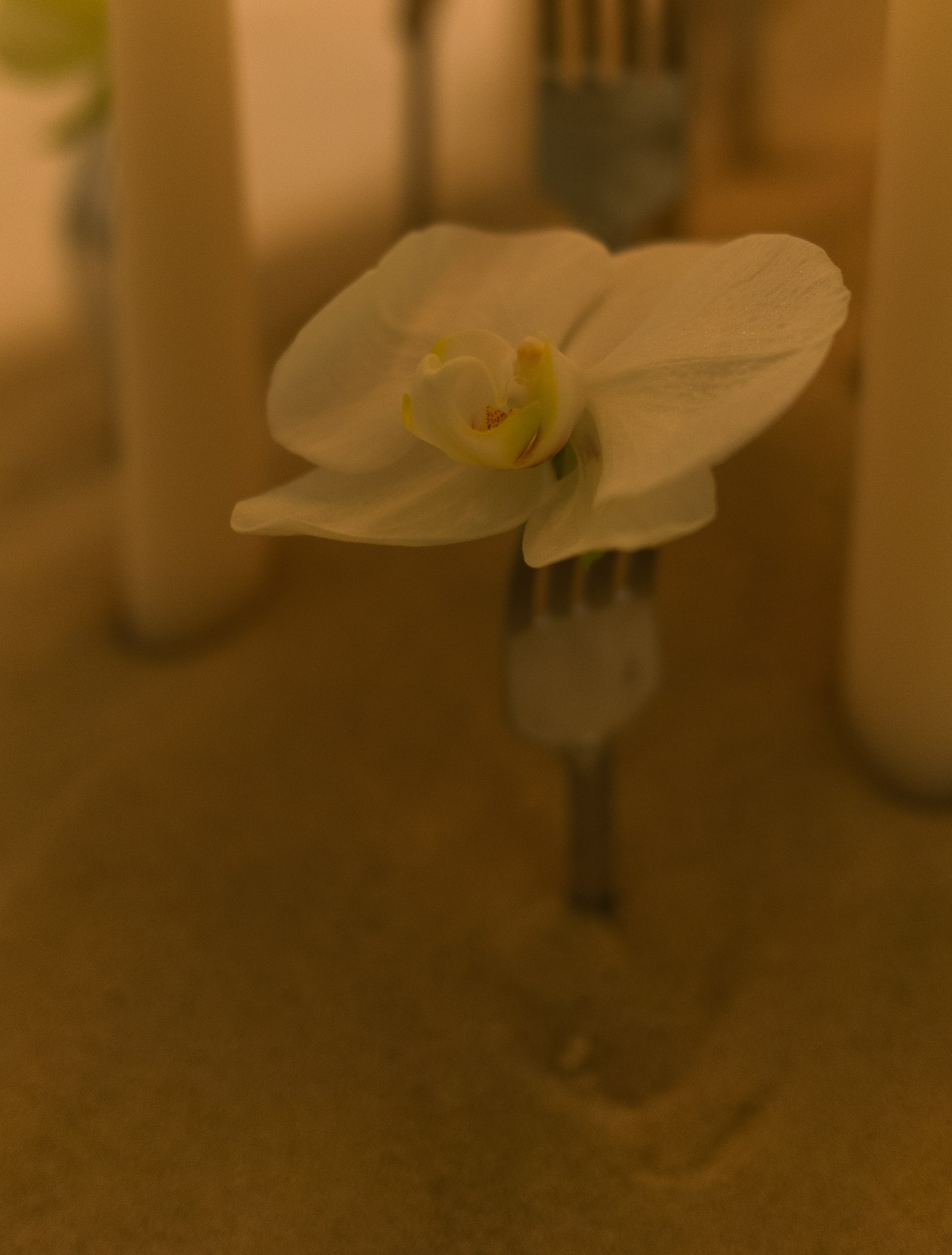 Атмосфера банкета. Свадебный фотограф в Уфе Кира Прозорова