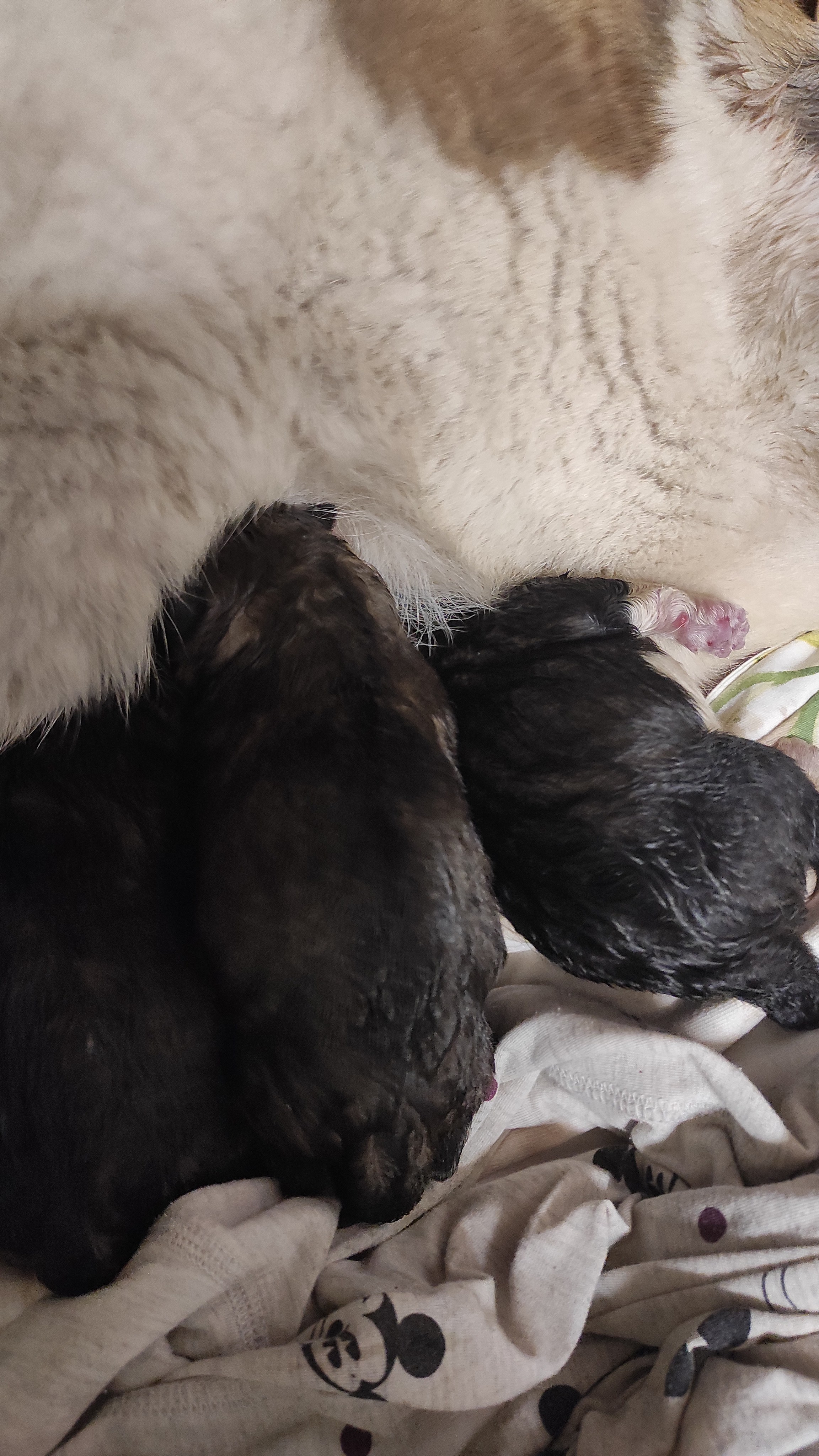 Американская акита  щенки питомник Санкт-Петербург клубные щенки Американская акита питомник RUBYLIGHT Рубилайт купить щенка американской акиты