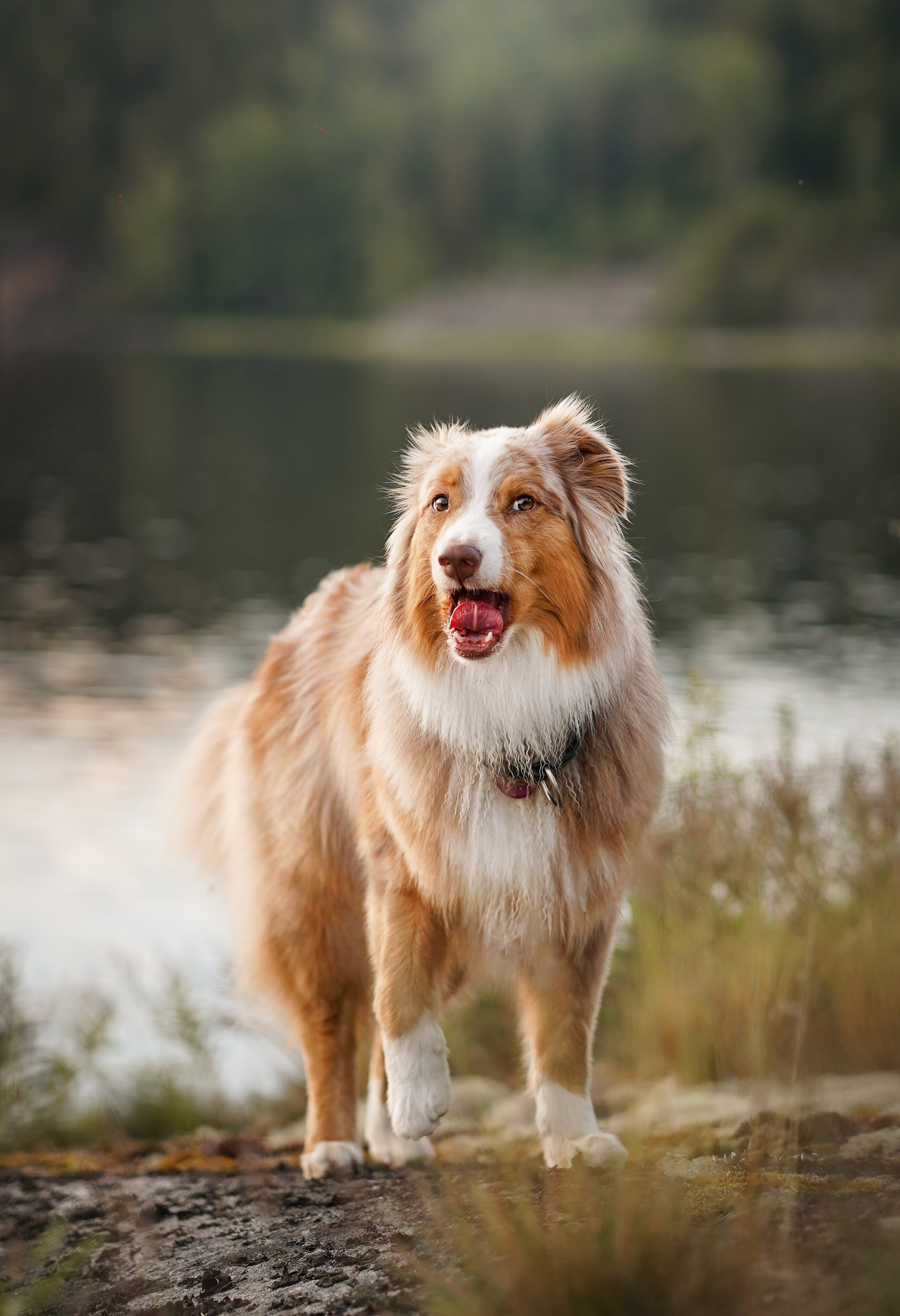 Карелия. Фотограф-анималист в Санкт-Петербурге Яна Мартынова