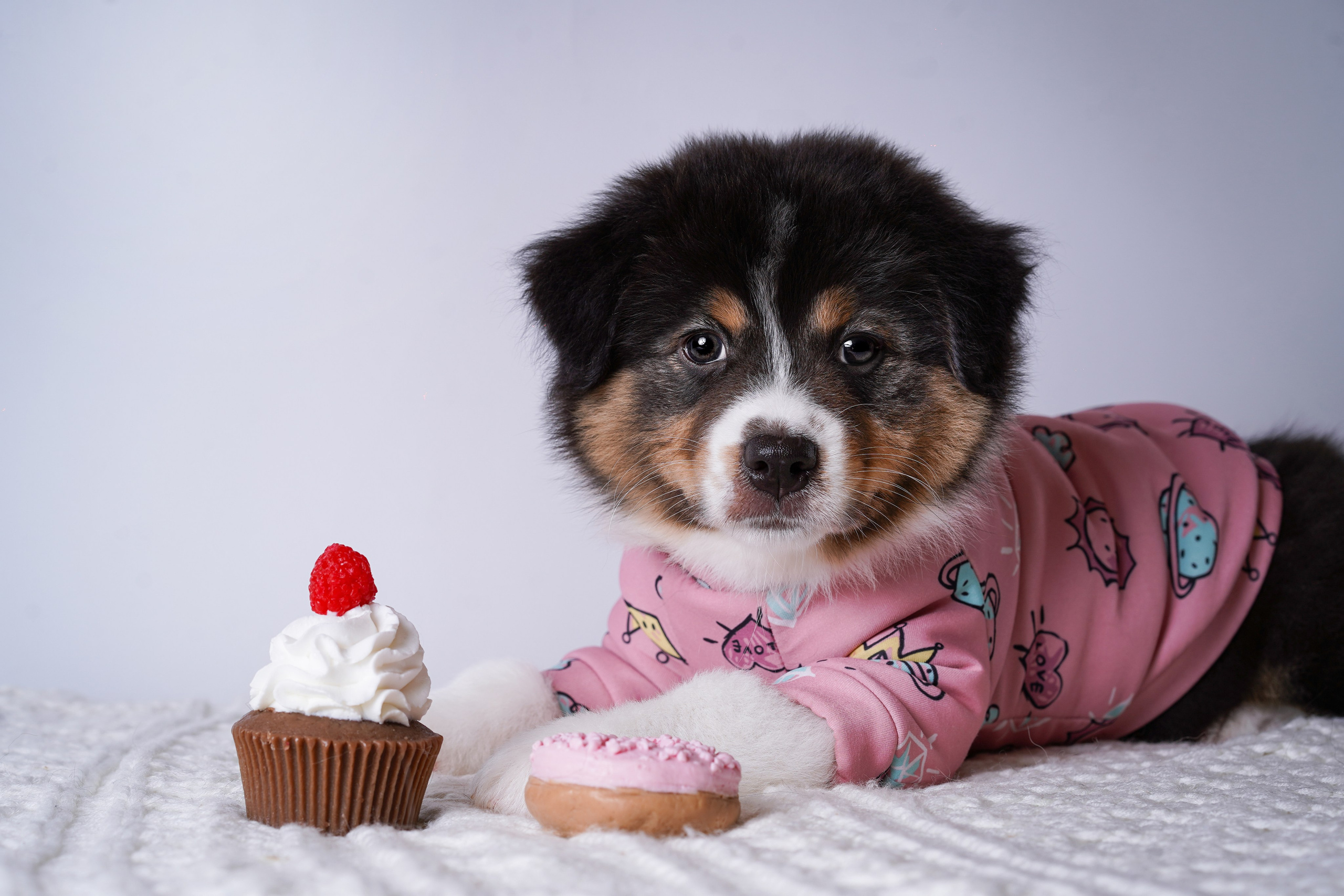 Щенки аусси. Фотограф-анималист в Санкт-Петербурге Яна Мартынова