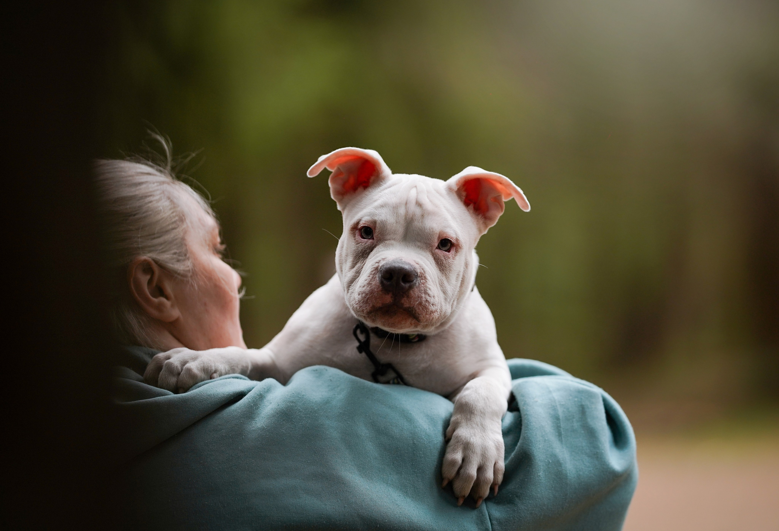 Щенки булли. Фотограф-анималист в Санкт-Петербурге Яна Мартынова
