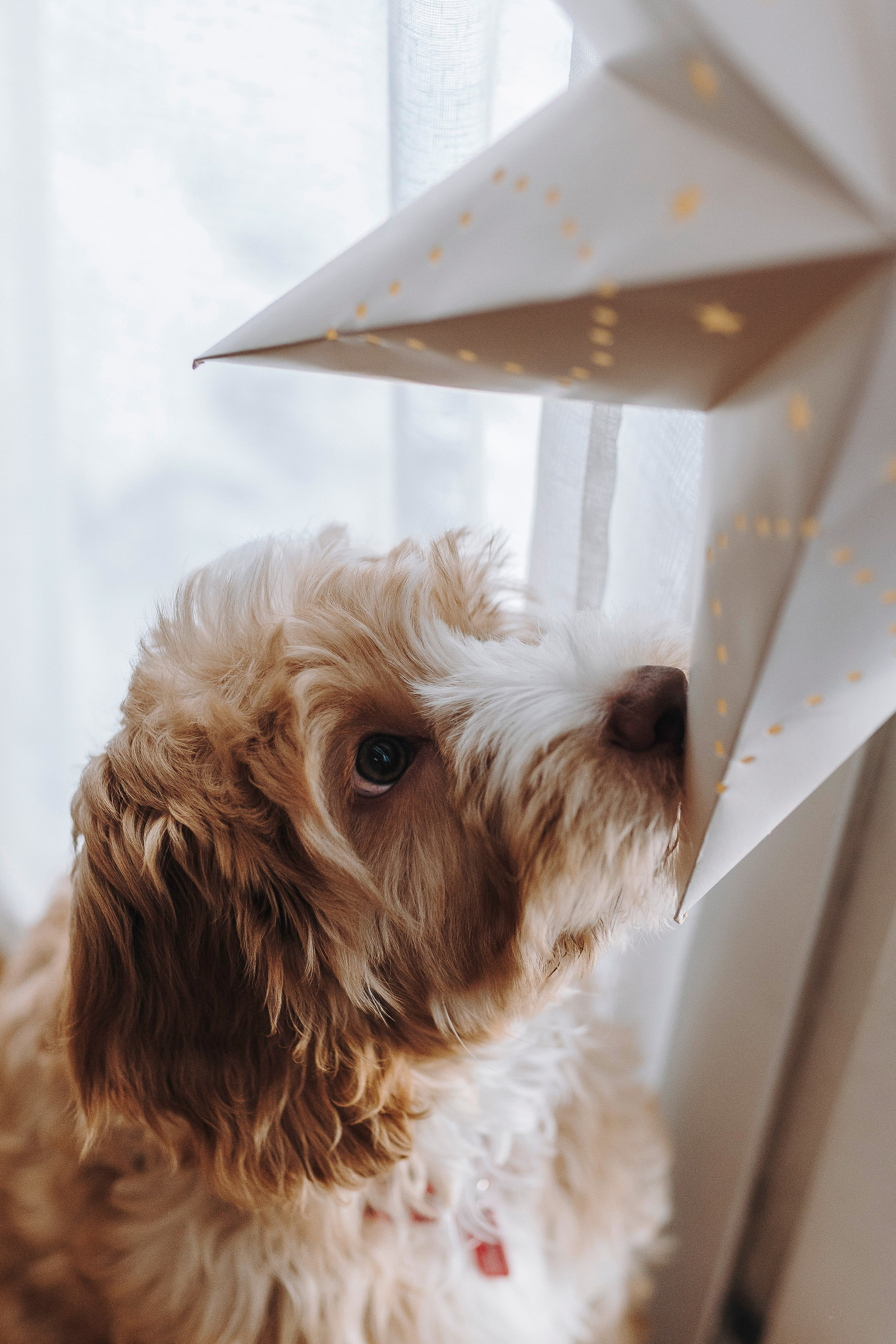 Мёрфи, Таня и Антон. Фотограф анималист в Спб недорого Олеся Майорова