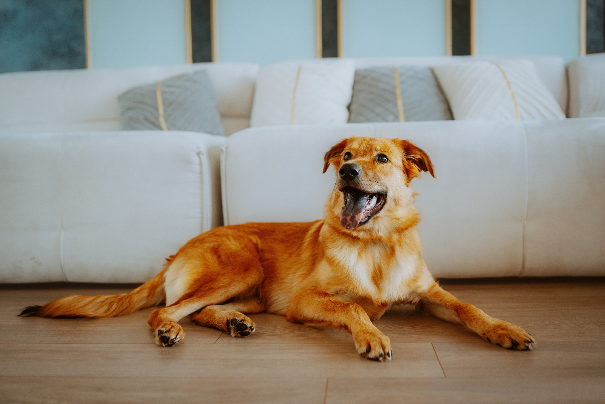 Рэй, Кузя, Ольга и Александр. Фотограф анималист в Спб недорого Олеся Майорова