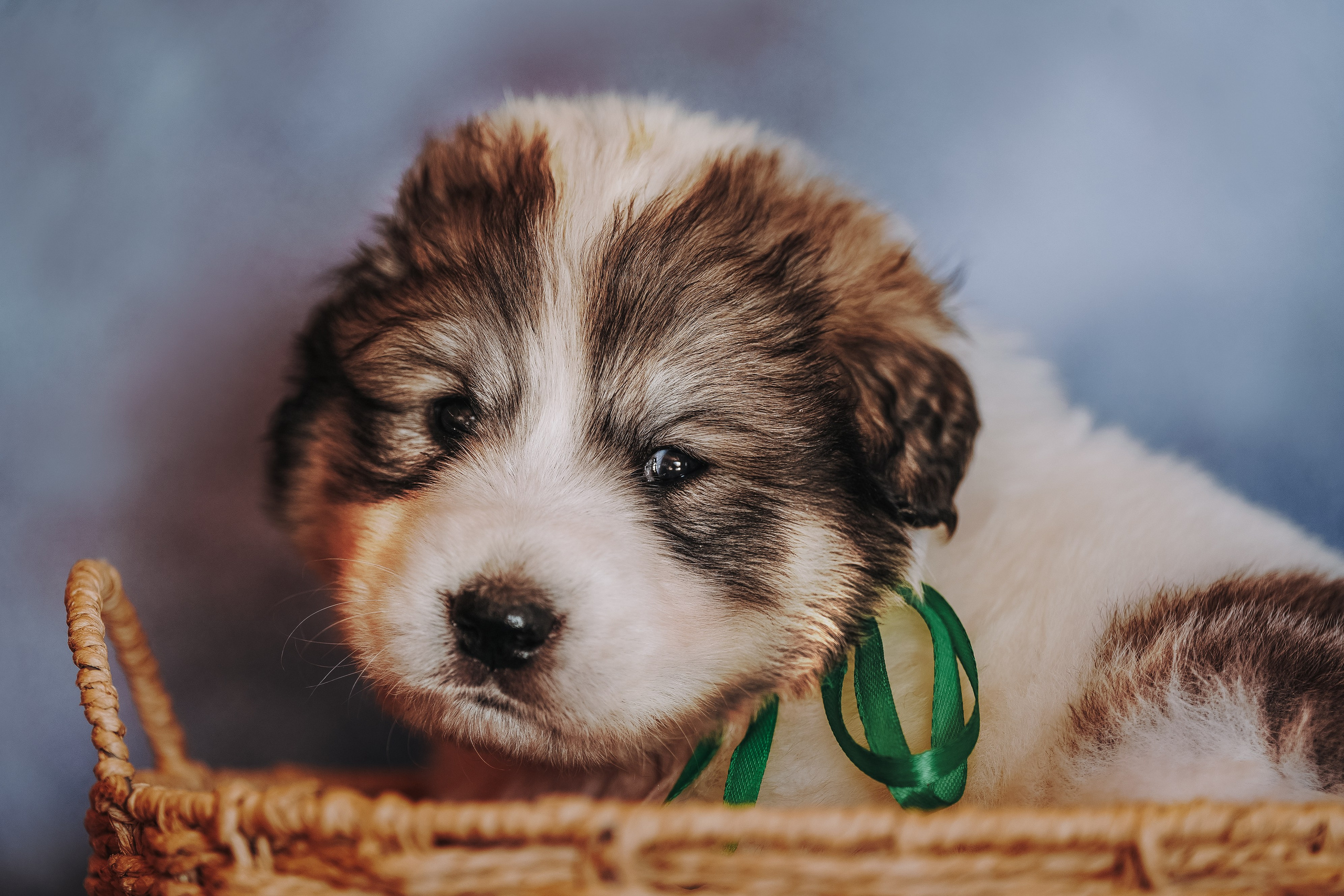 Пиренейские горные. Фотограф анималист в Спб недорого Олеся Майорова