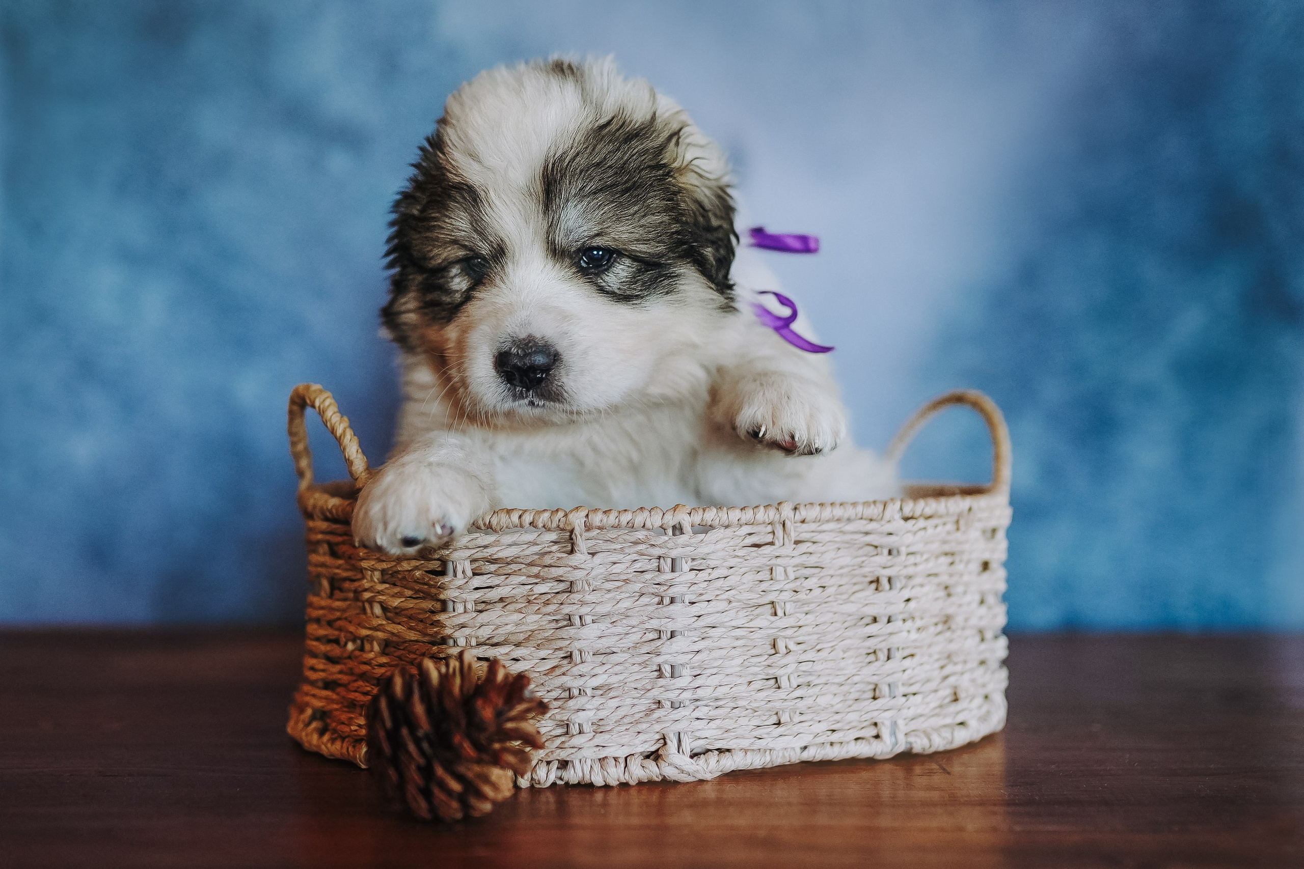 Пиренейские горные. Фотограф анималист в Спб недорого Олеся Майорова
