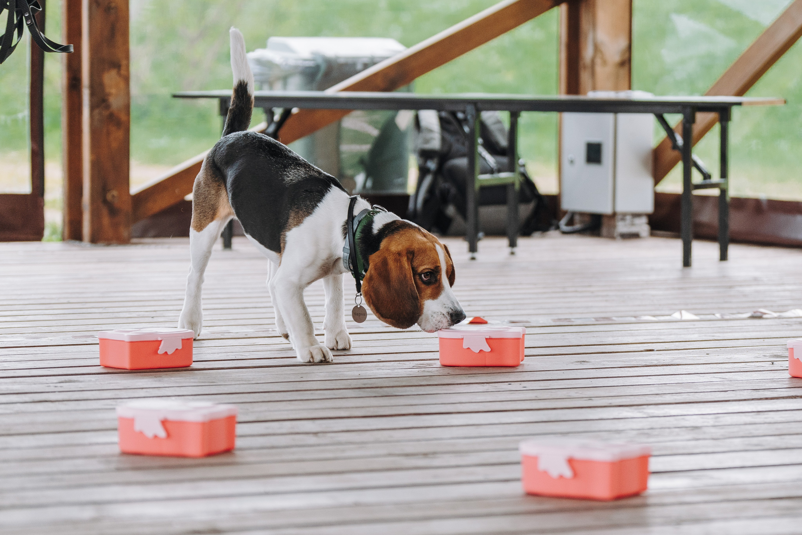 Соревнования по ноузворку в Лосево. Фотограф анималист в Спб недорого Олеся Майорова