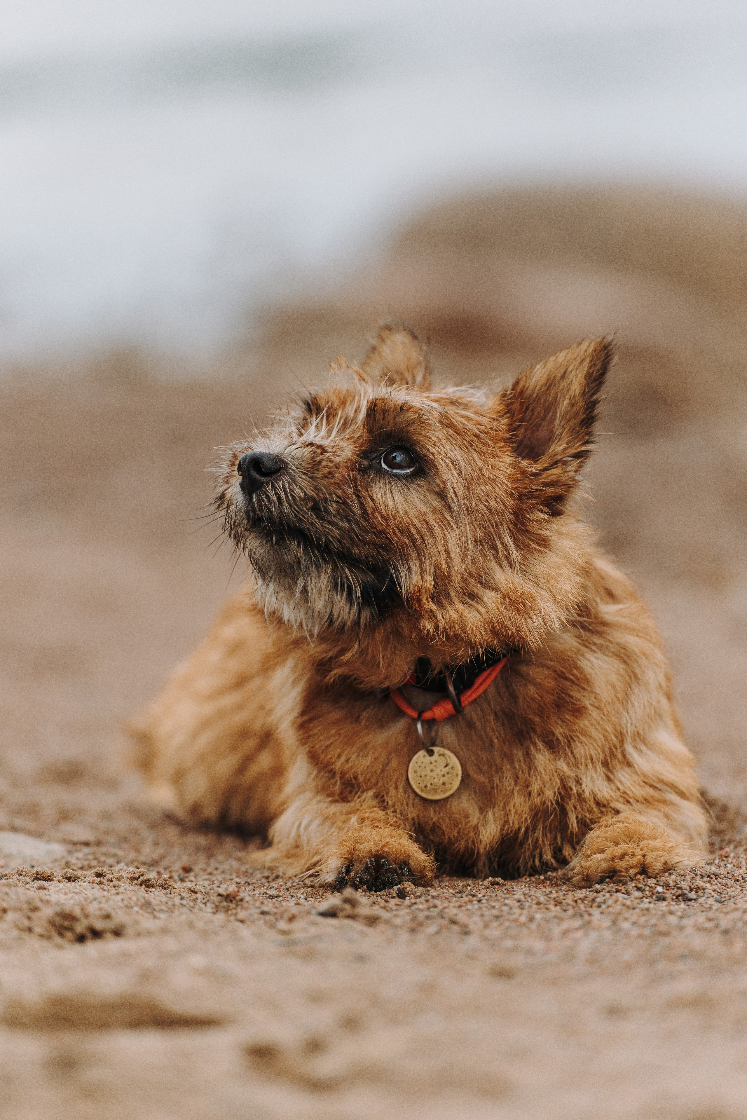 Семейная фотосессия с собакой Спб. Фотограф анималист в Спб недорого Олеся Майорова