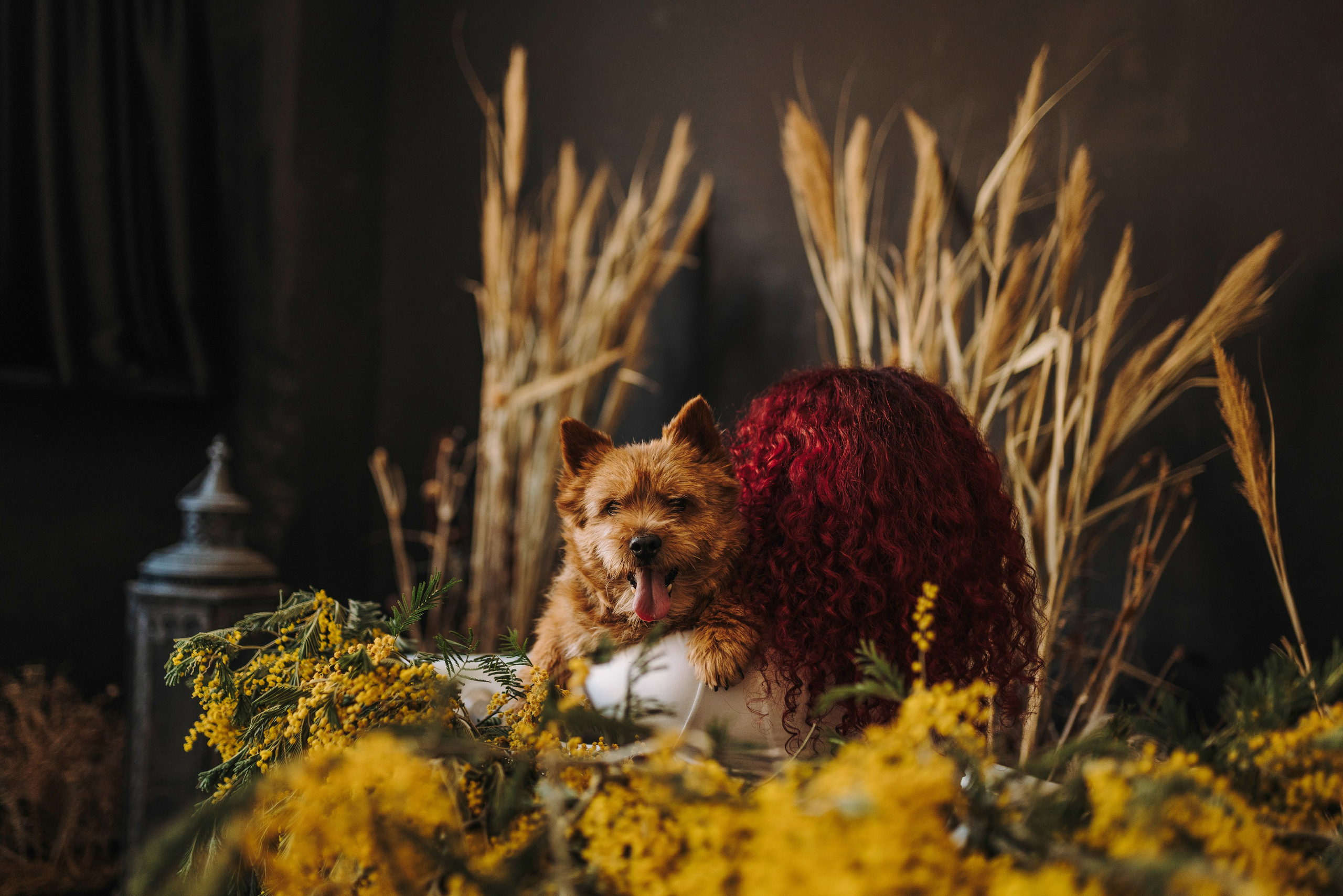 Маша и Рамси. Фотограф анималист в Спб недорого Олеся Майорова
