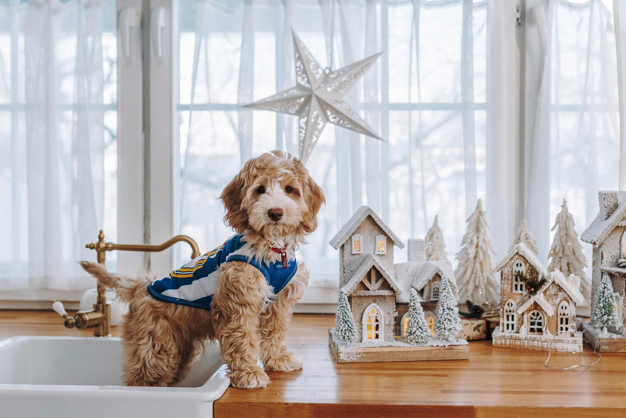 Мёрфи, Таня и Антон. Фотограф анималист в Спб недорого Олеся Майорова