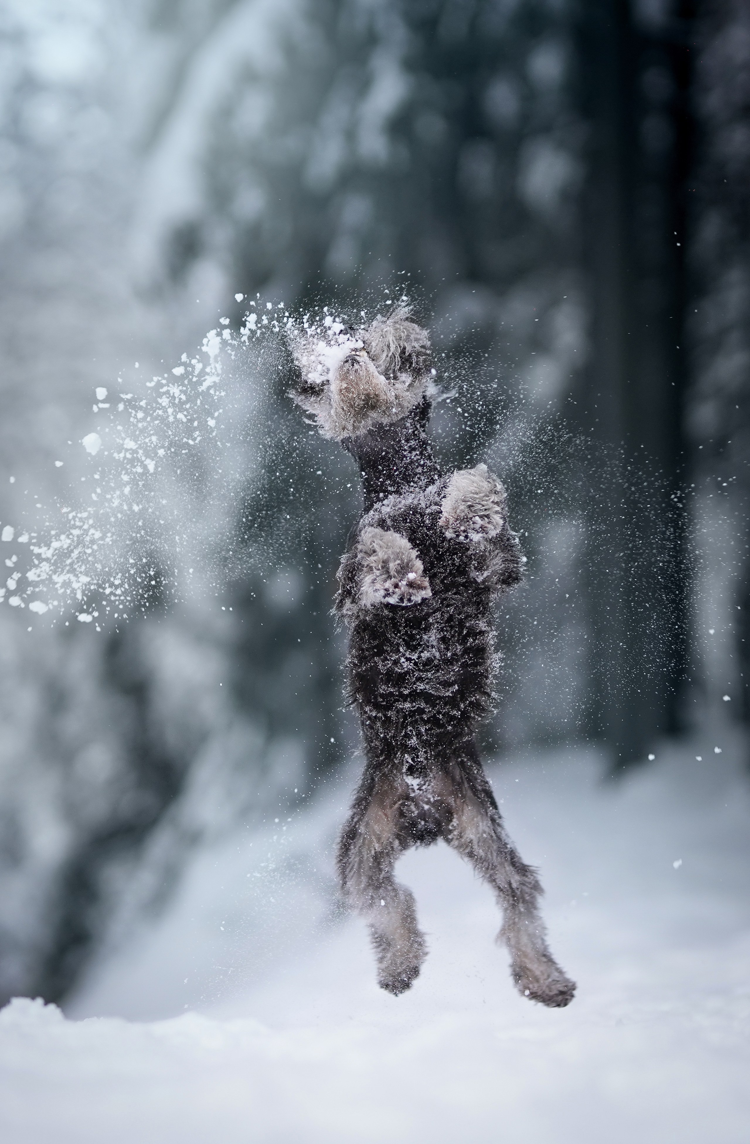 Оля Миша и шнауцеры. Фотограф-анималист в Санкт-Петербурге Яна Мартынова