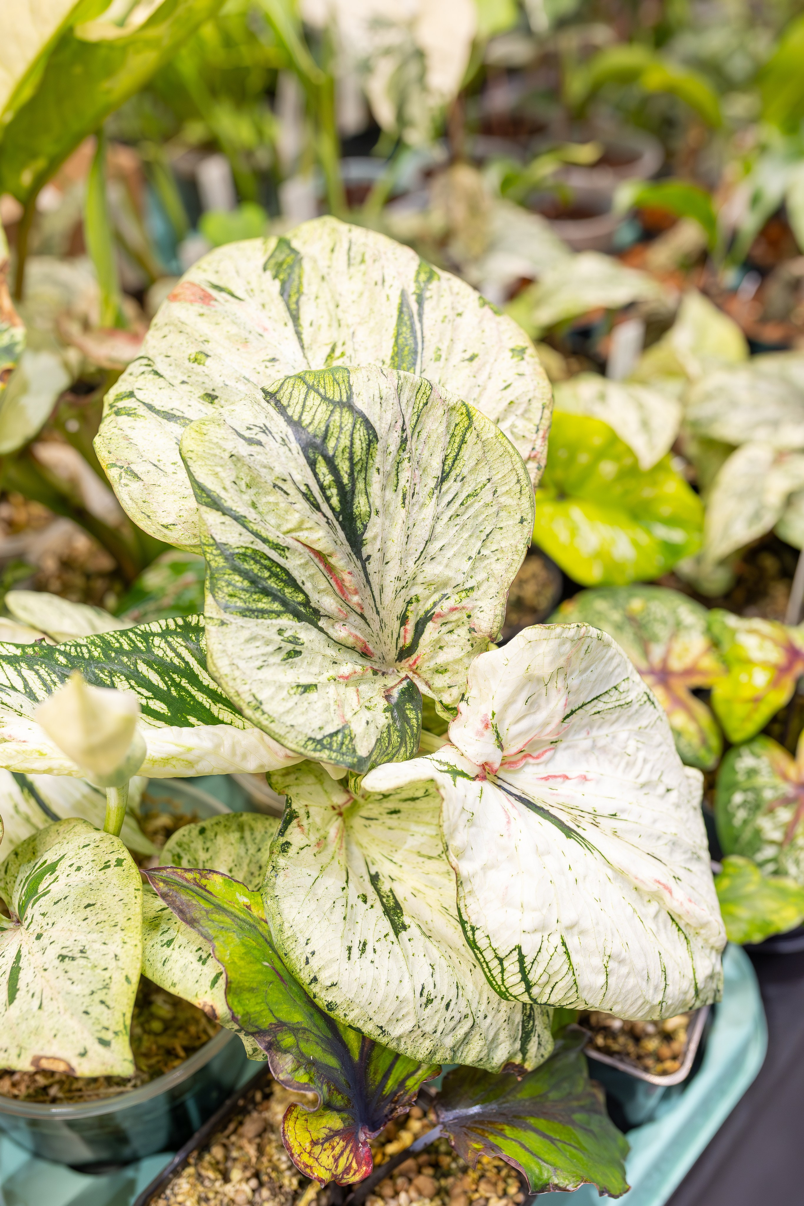 Монстериум апрель 2026. Александра Куликова фотограф, Москва