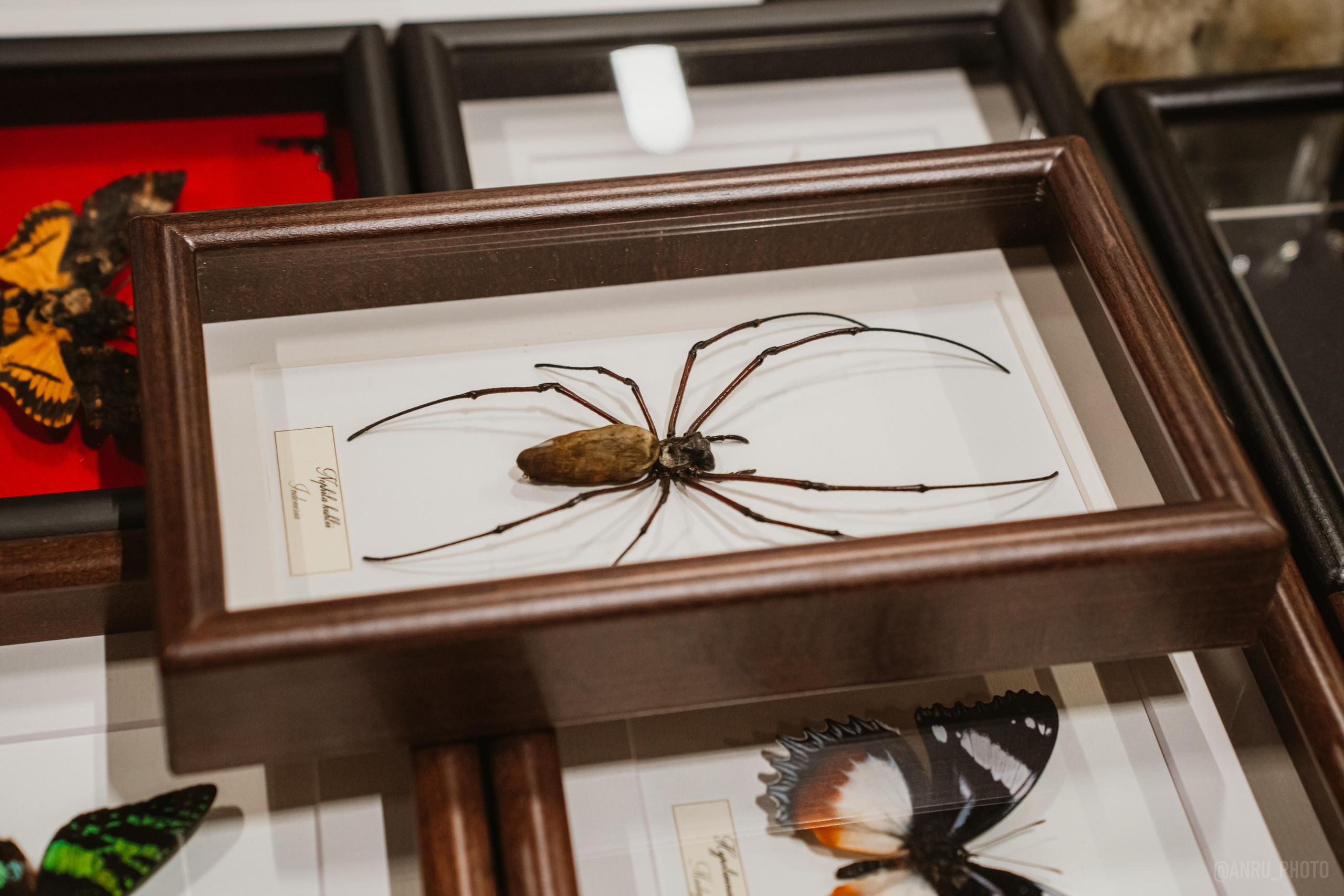 Рептилиум (ручная работа). Репортажный фотограф Анастасия Рубцова