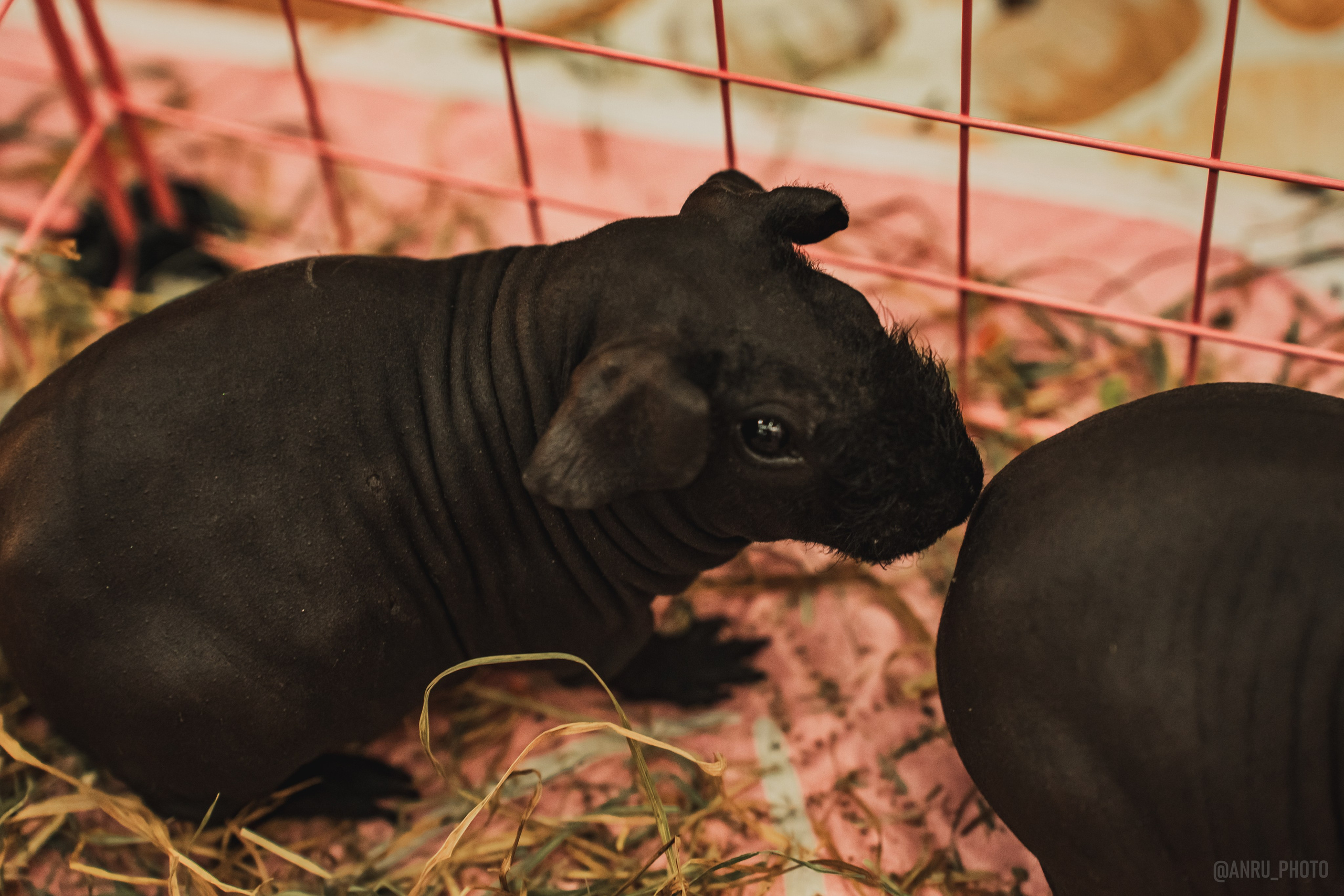 Fox Family fest. Репортажный фотограф Анастасия Рубцова