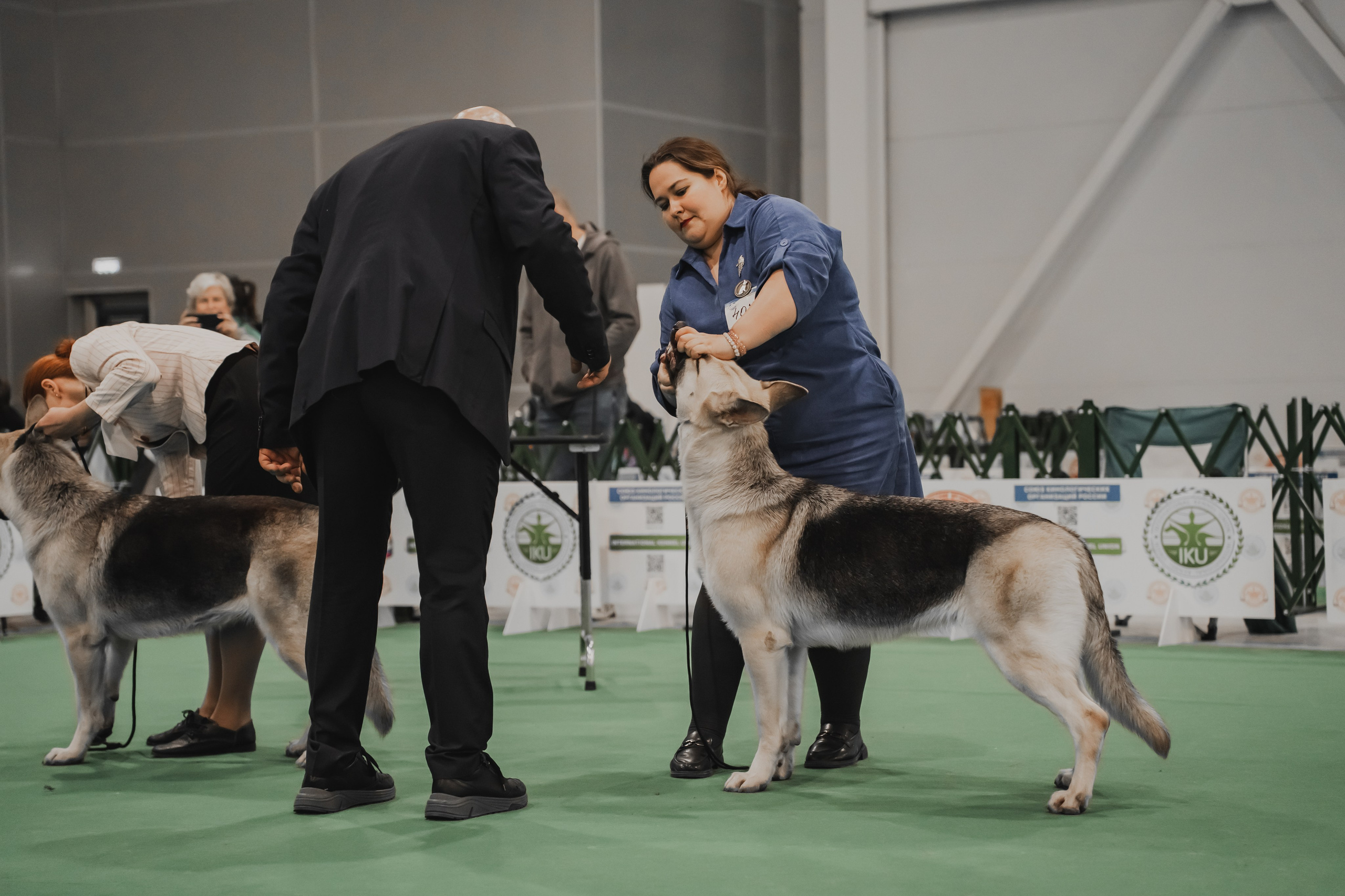 Международная выставка собак всех пород. Репортажный фотограф Анастасия Рубцова
