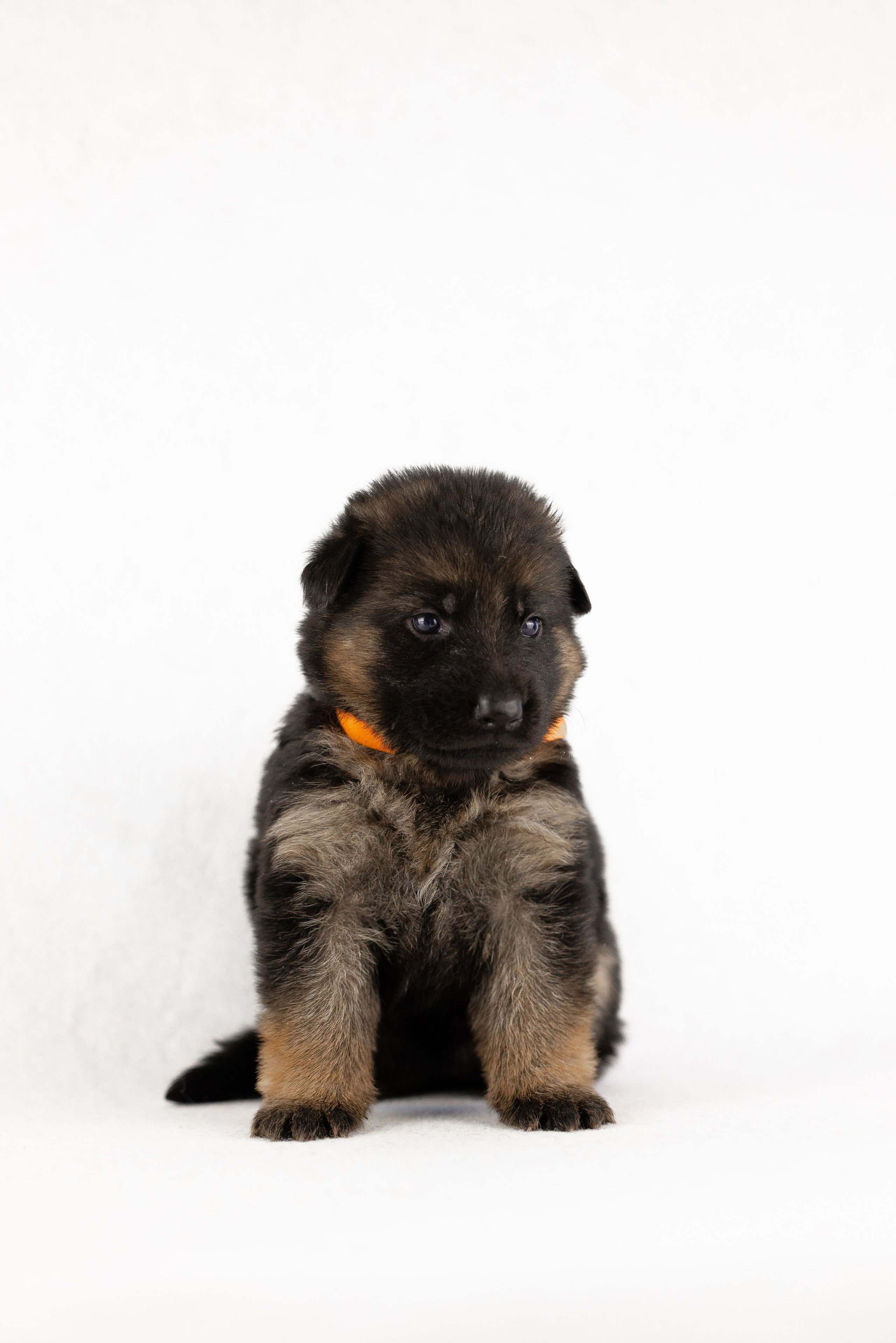 Немецкая овчарка. Фотограф и видеограф анималист Аганина Дарья