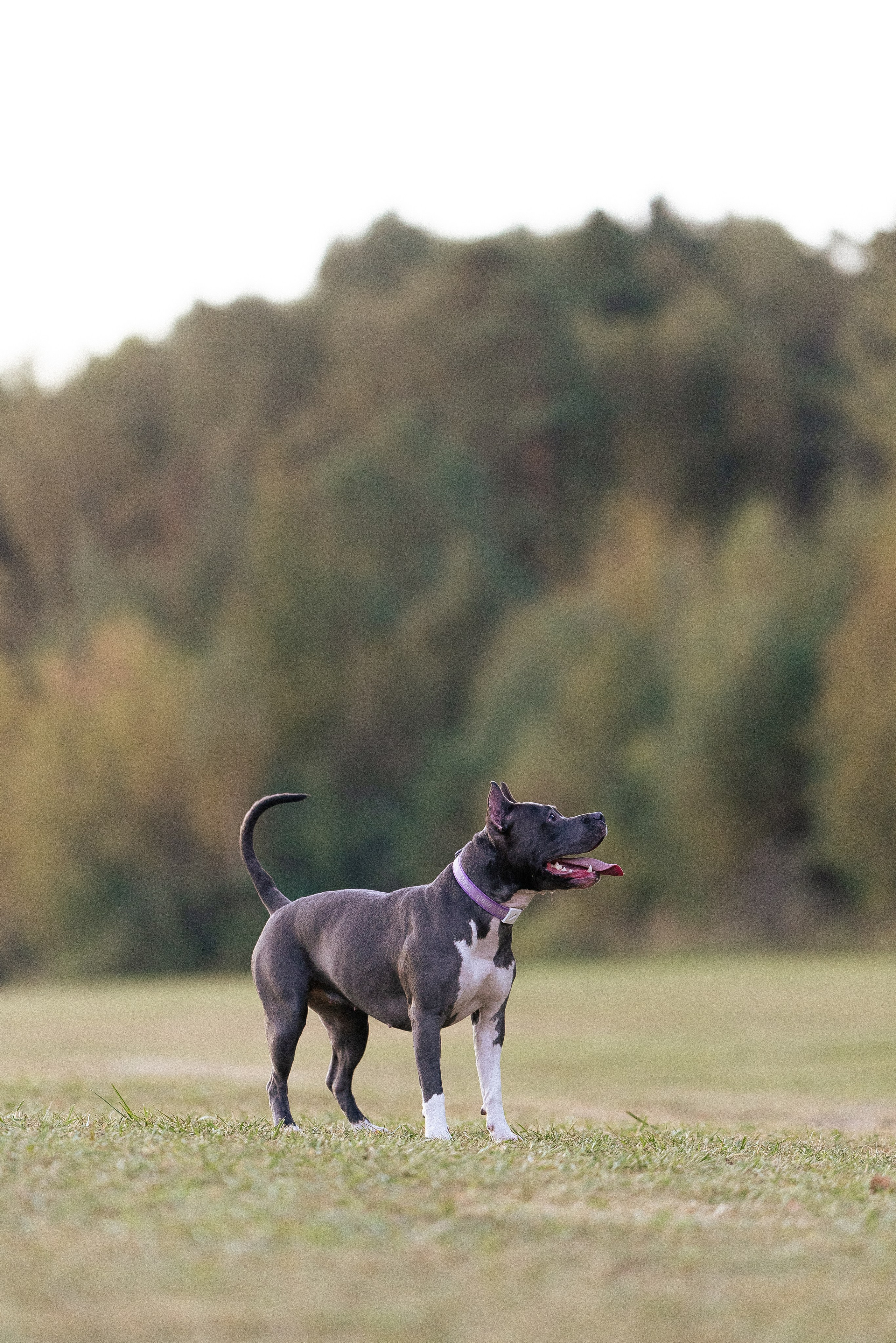Катя, Леша, Лея и Трой. Фотограф и видеограф анималист Аганина Дарья