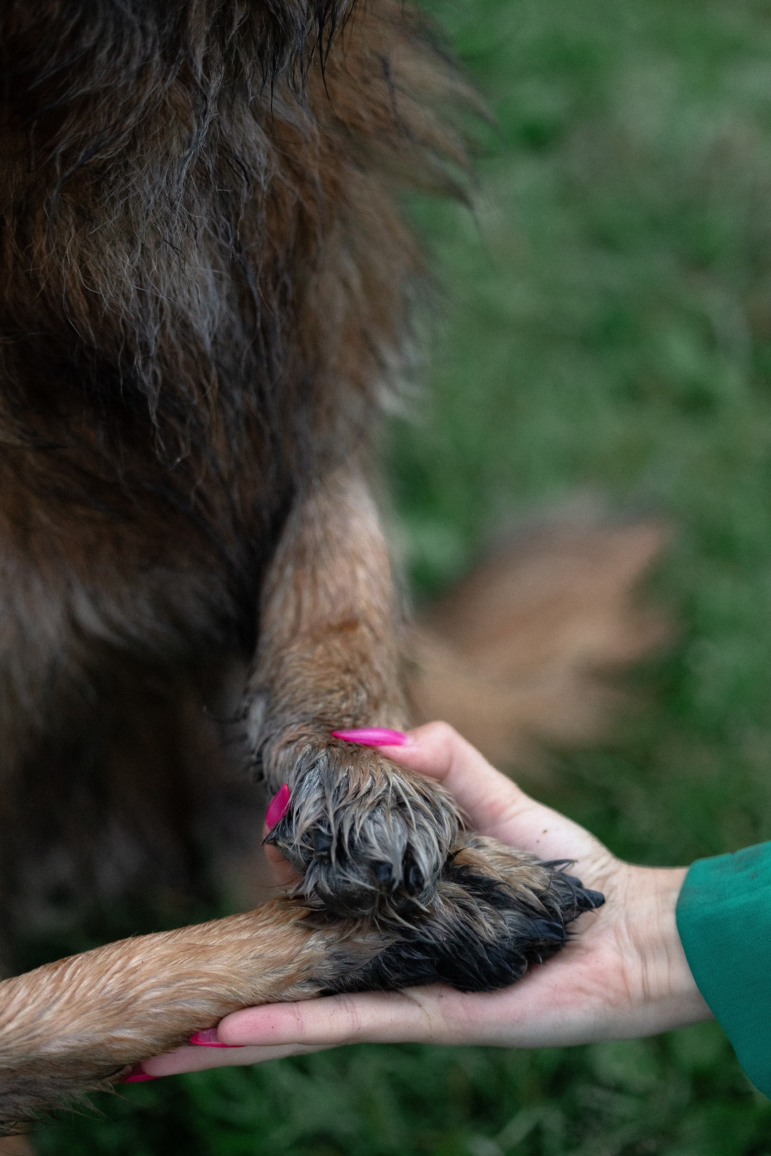 Алена, Фанни и Фрея. Фотограф и видеограф анималист Аганина Дарья