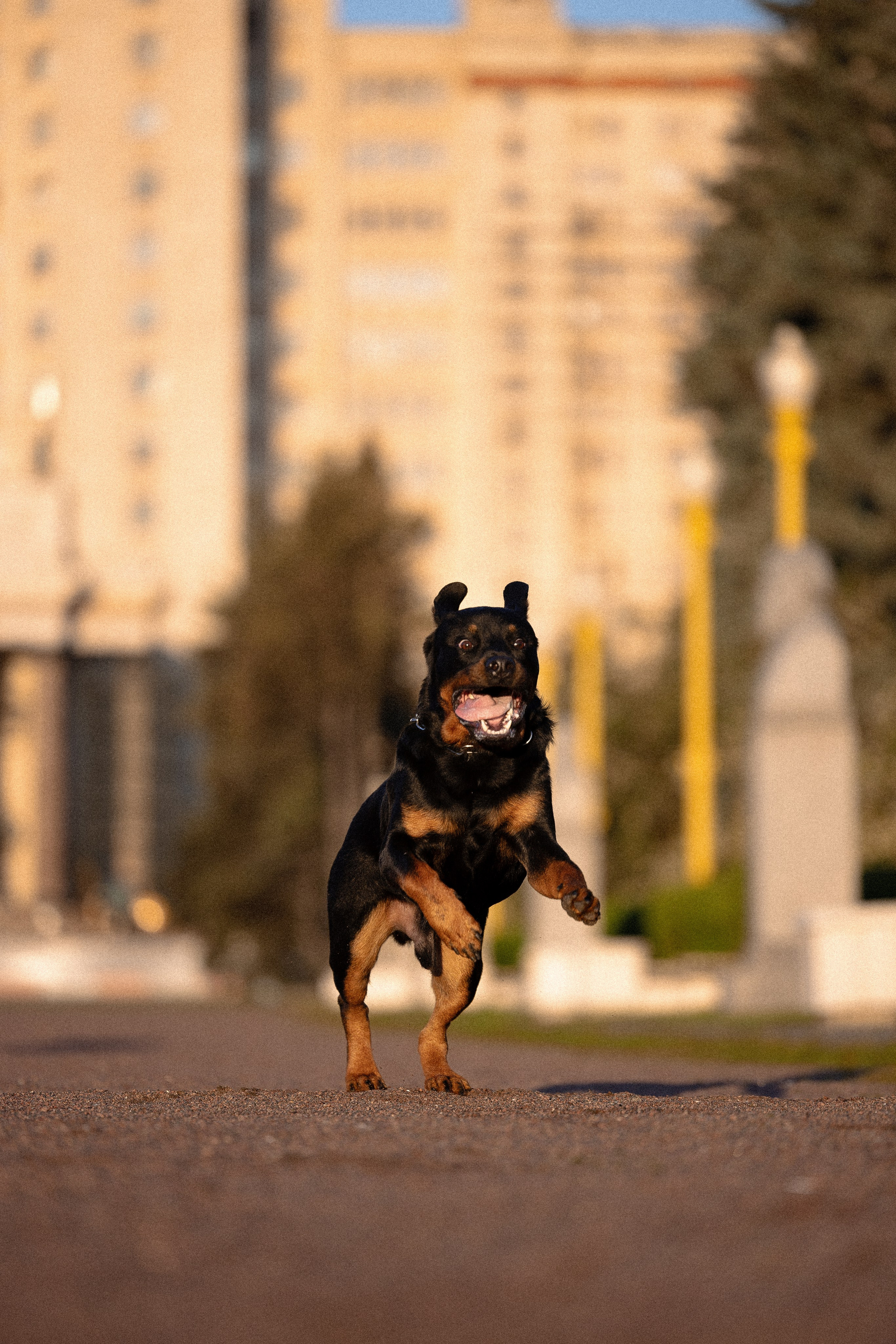 Катя, Леша, Лея и Трой. Фотограф и видеограф анималист Аганина Дарья