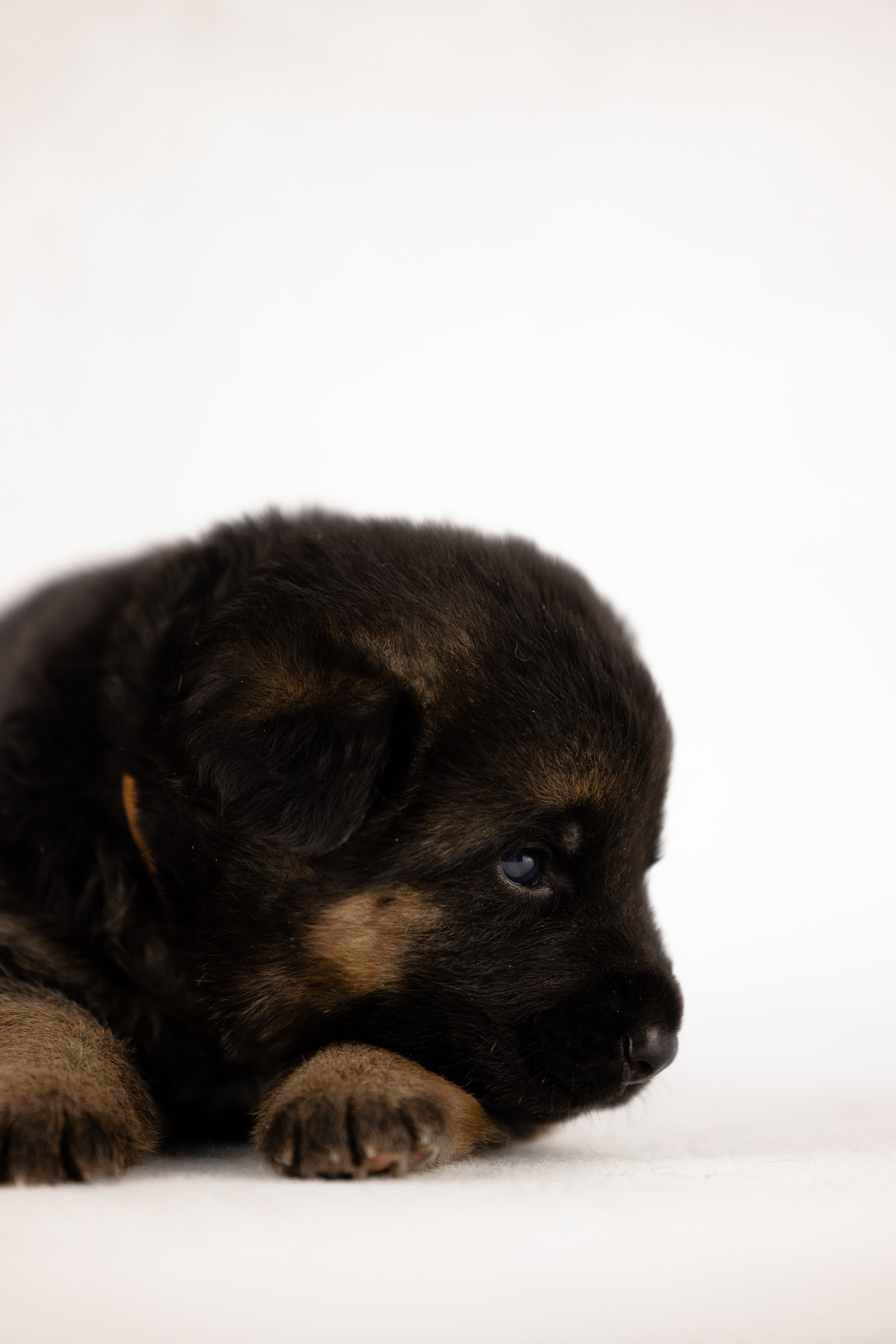 Немецкая овчарка. Фотограф и видеограф анималист Аганина Дарья