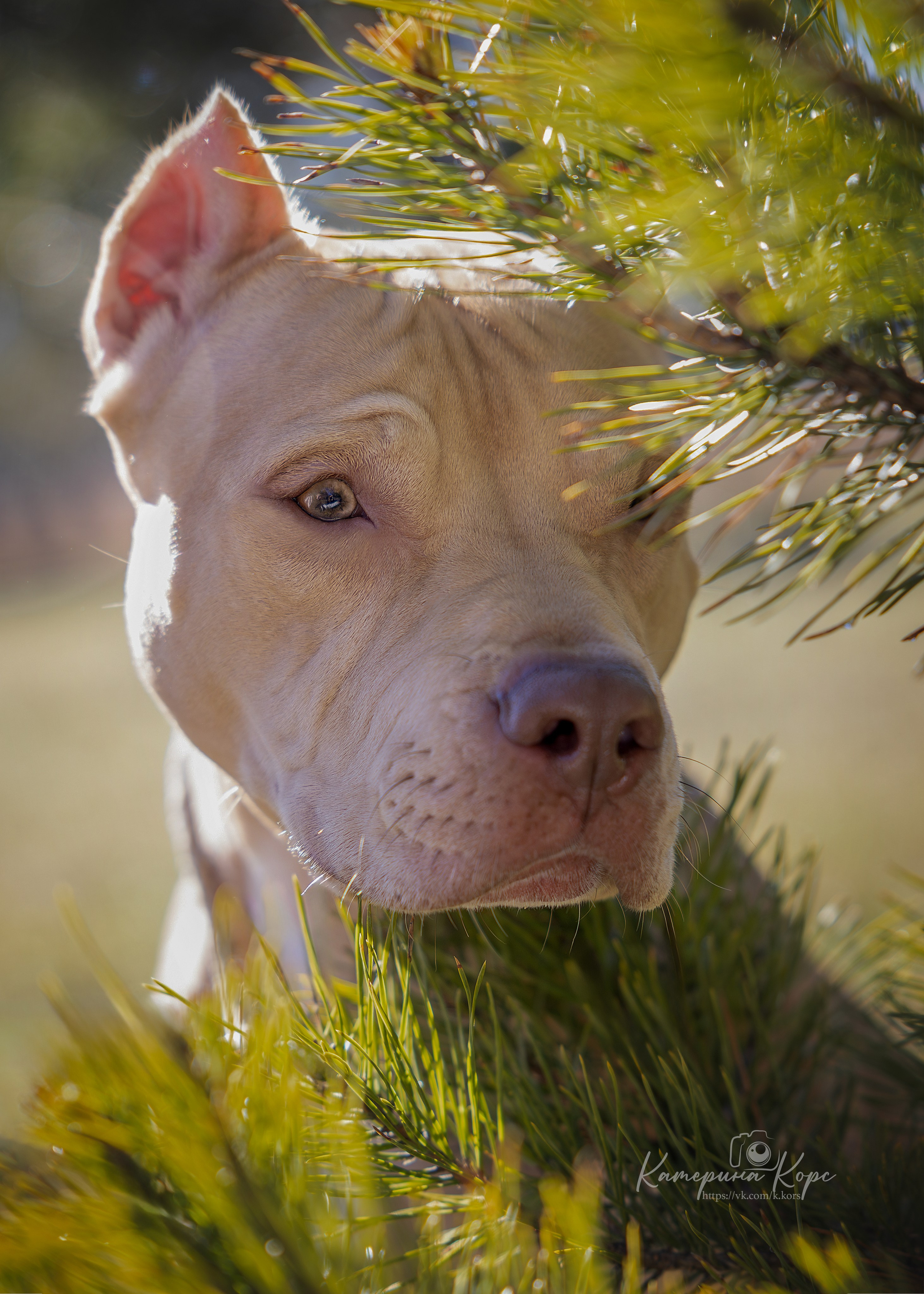 АПБТ Нарния. Главная