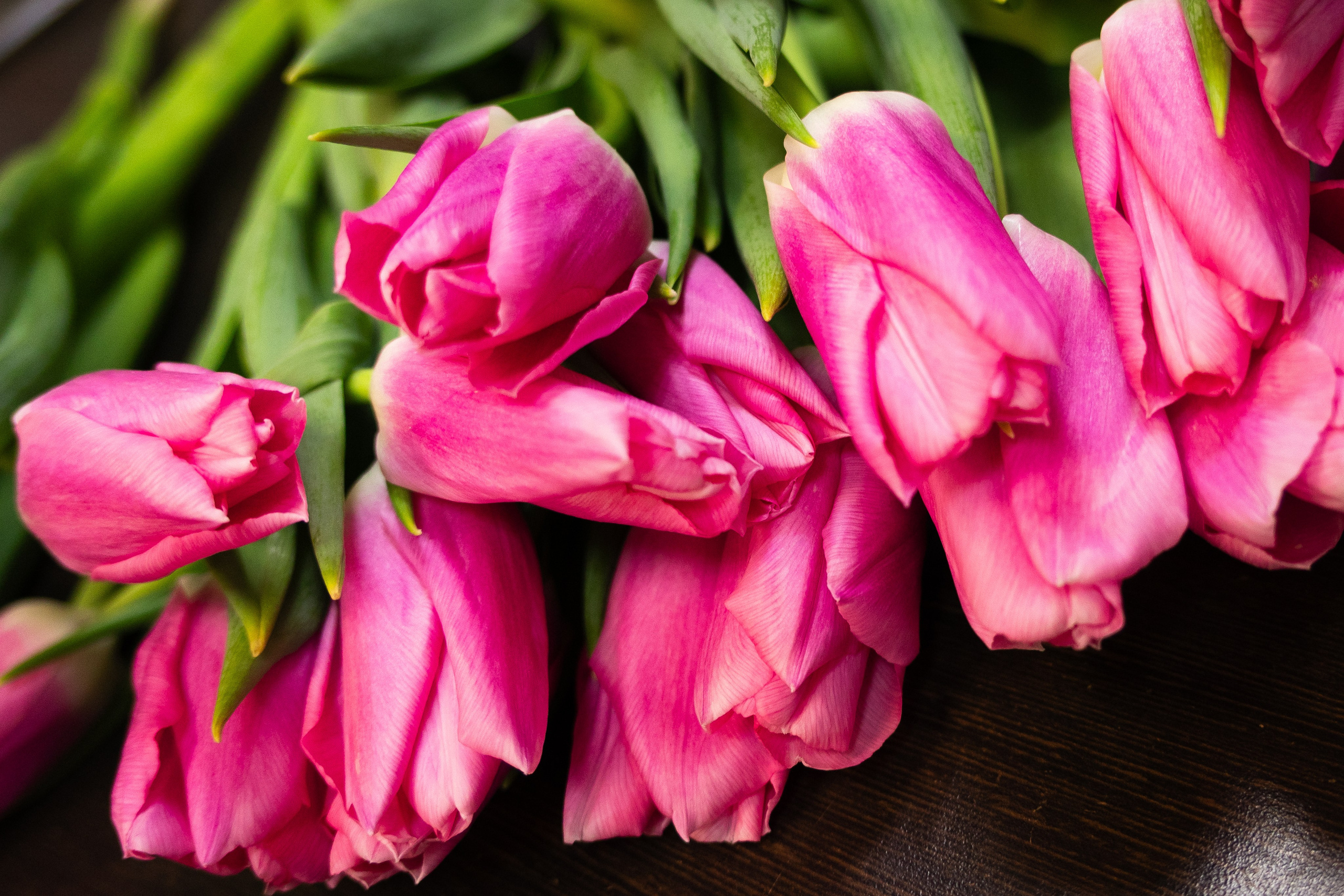 розовые тюльпаны, крупный кадр