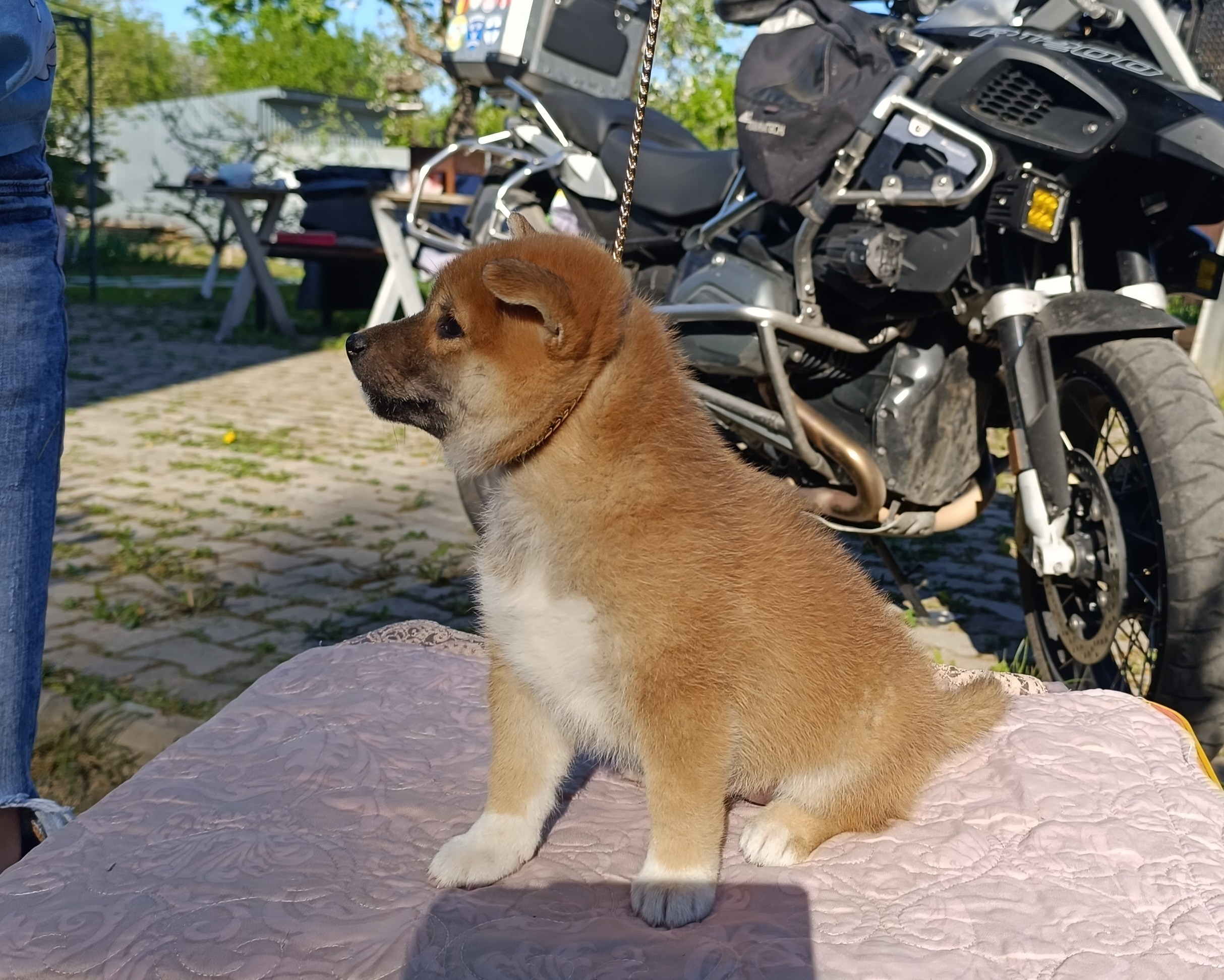 Сиба Rubylight Fumiko питомник Рубилайт