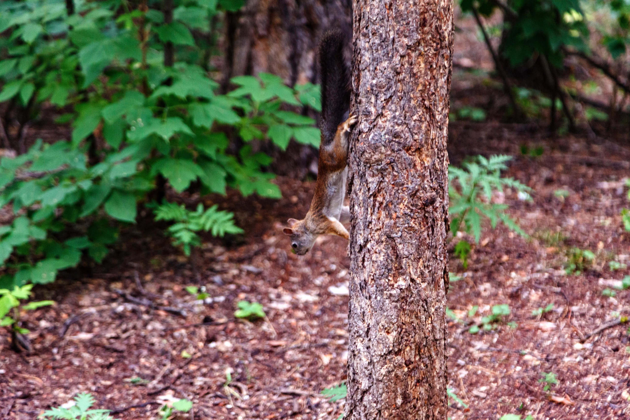 Белки / Squirrels. Фотограф Андрей Гузеев