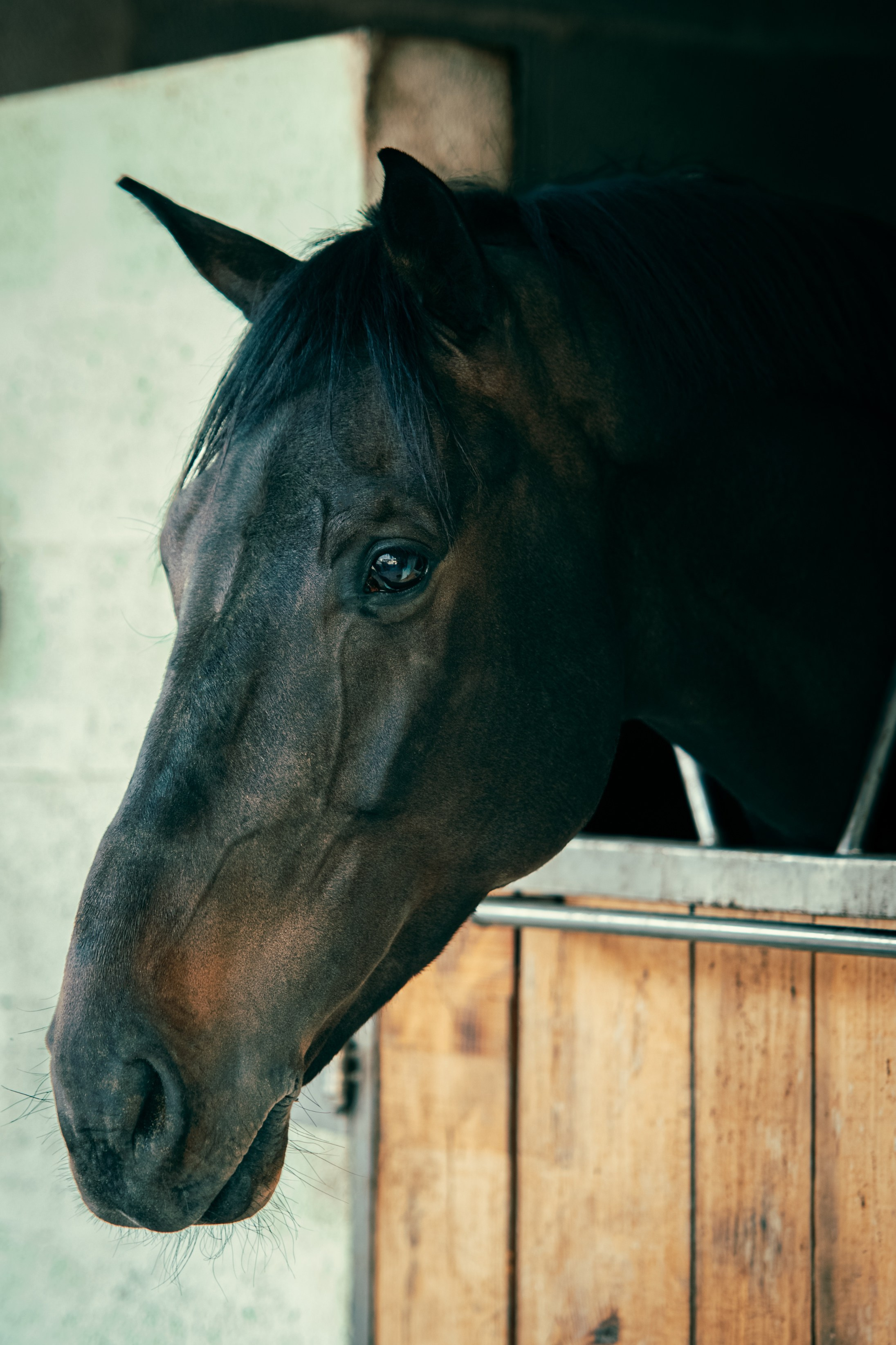 HORSES. Anastasiia Antoniuk portrait, family and couple photographer, Portugal