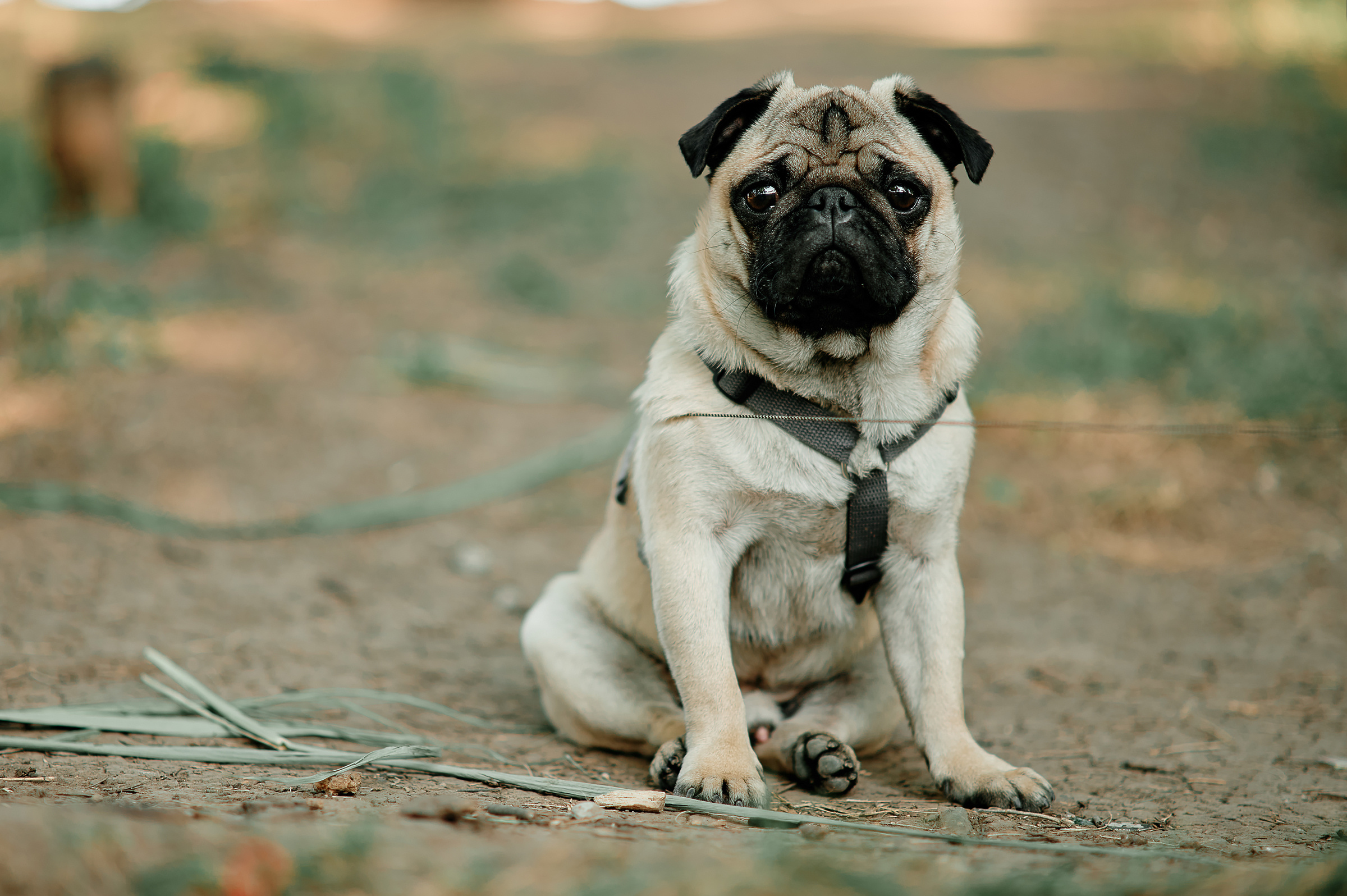 Свадебный фотограф Ростов-на-Дону Краснодар Москва Петербург. Свадебный фотограф в Ростовe-на-Дону Анастасия Прутова