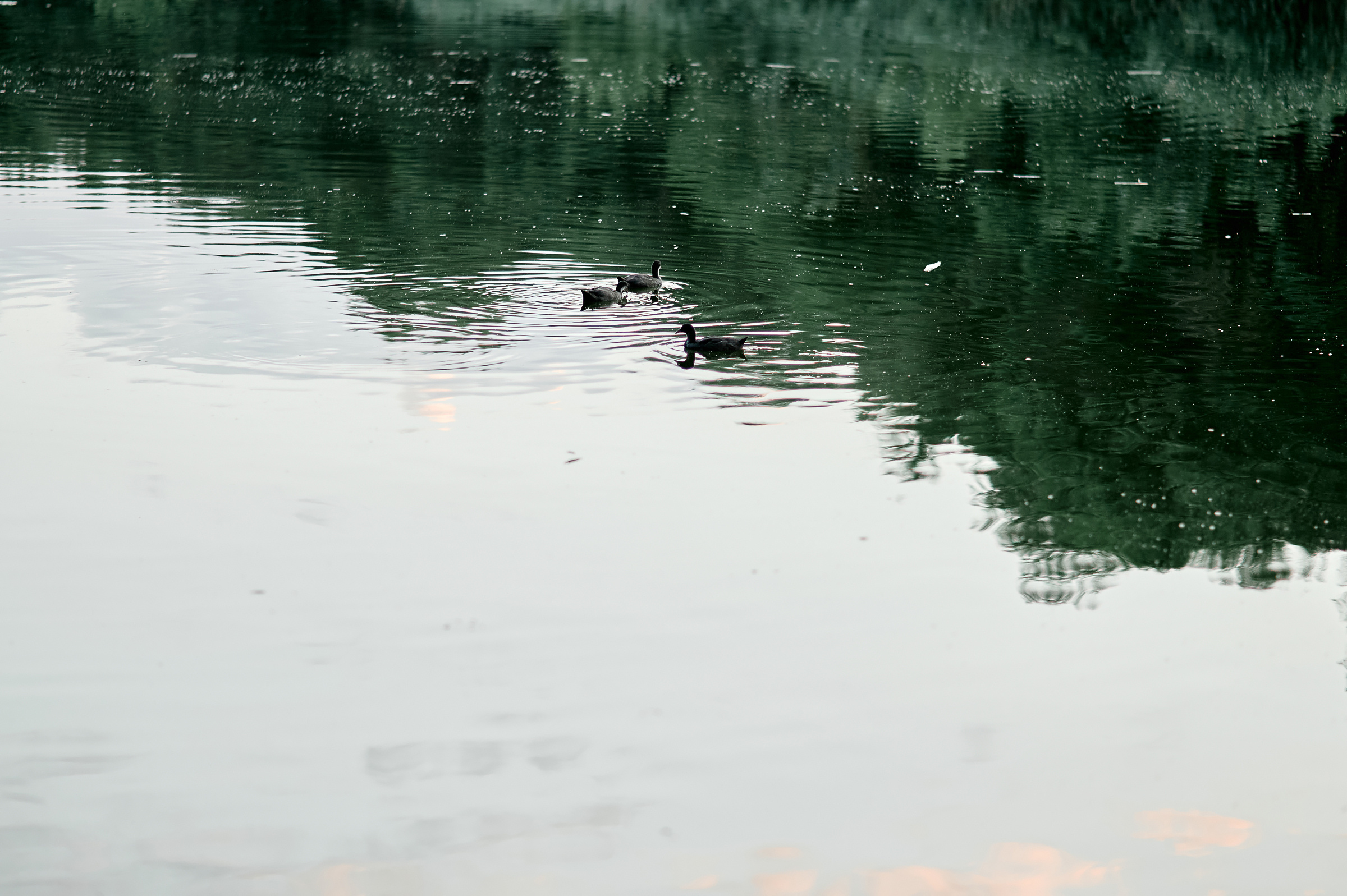 Свадебный фотограф Ростов-на-Дону Краснодар Москва Петербург. Свадебный фотограф в Ростовe-на-Дону Анастасия Прутова