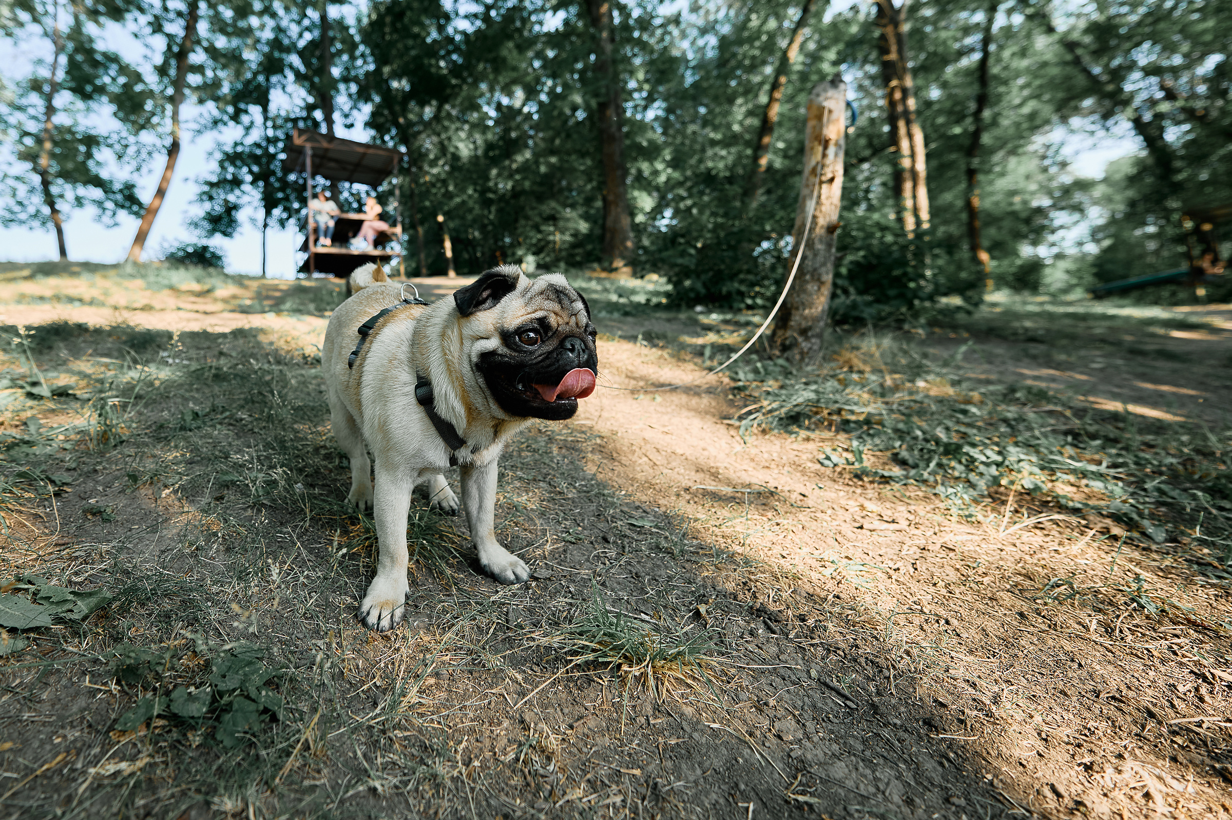 Свадебный фотограф Ростов-на-Дону Краснодар Москва Петербург. Свадебный фотограф в Ростовe-на-Дону Анастасия Прутова