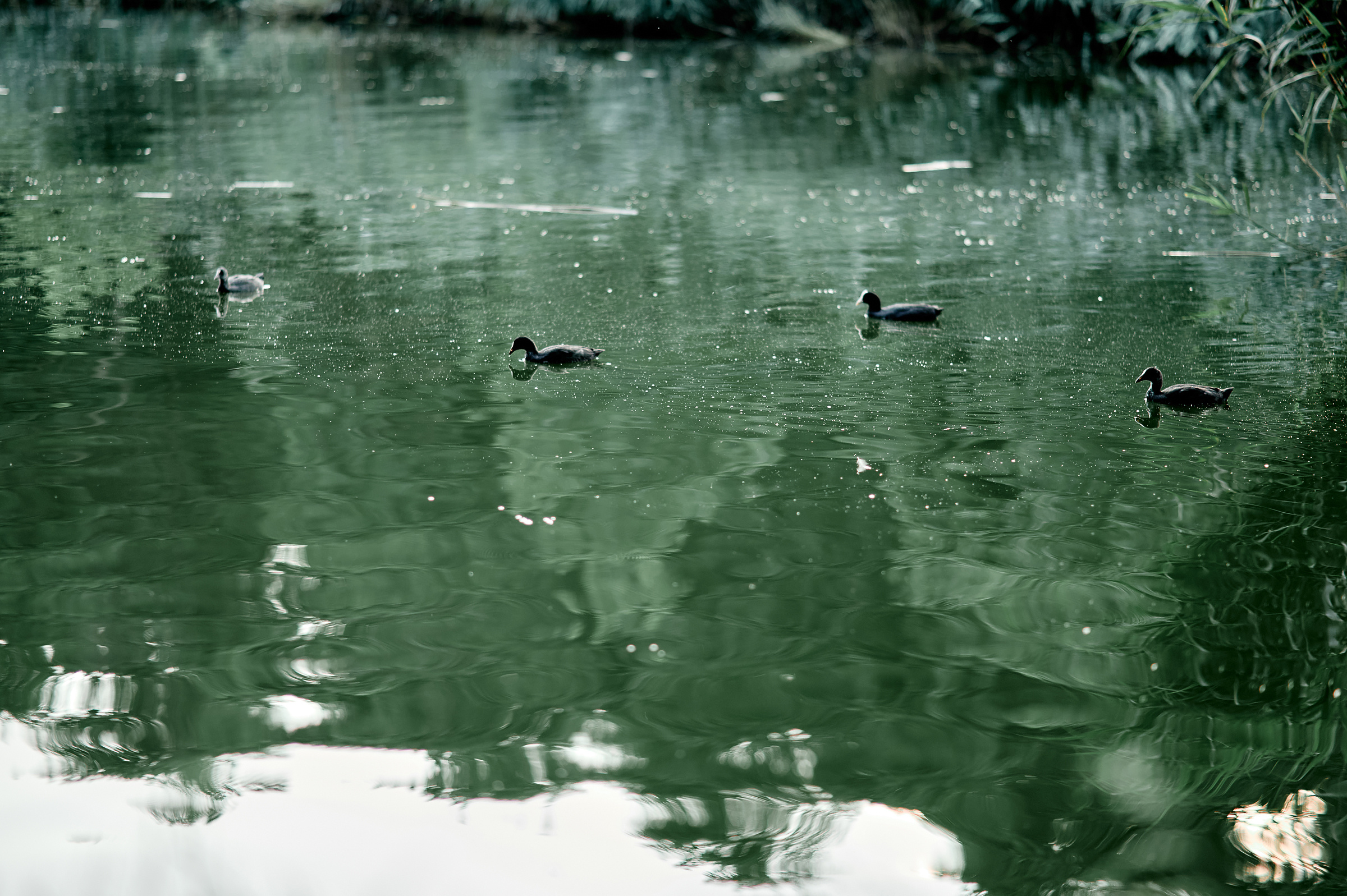 Свадебный фотограф Ростов-на-Дону Краснодар Москва Петербург. Свадебный фотограф в Ростовe-на-Дону Анастасия Прутова