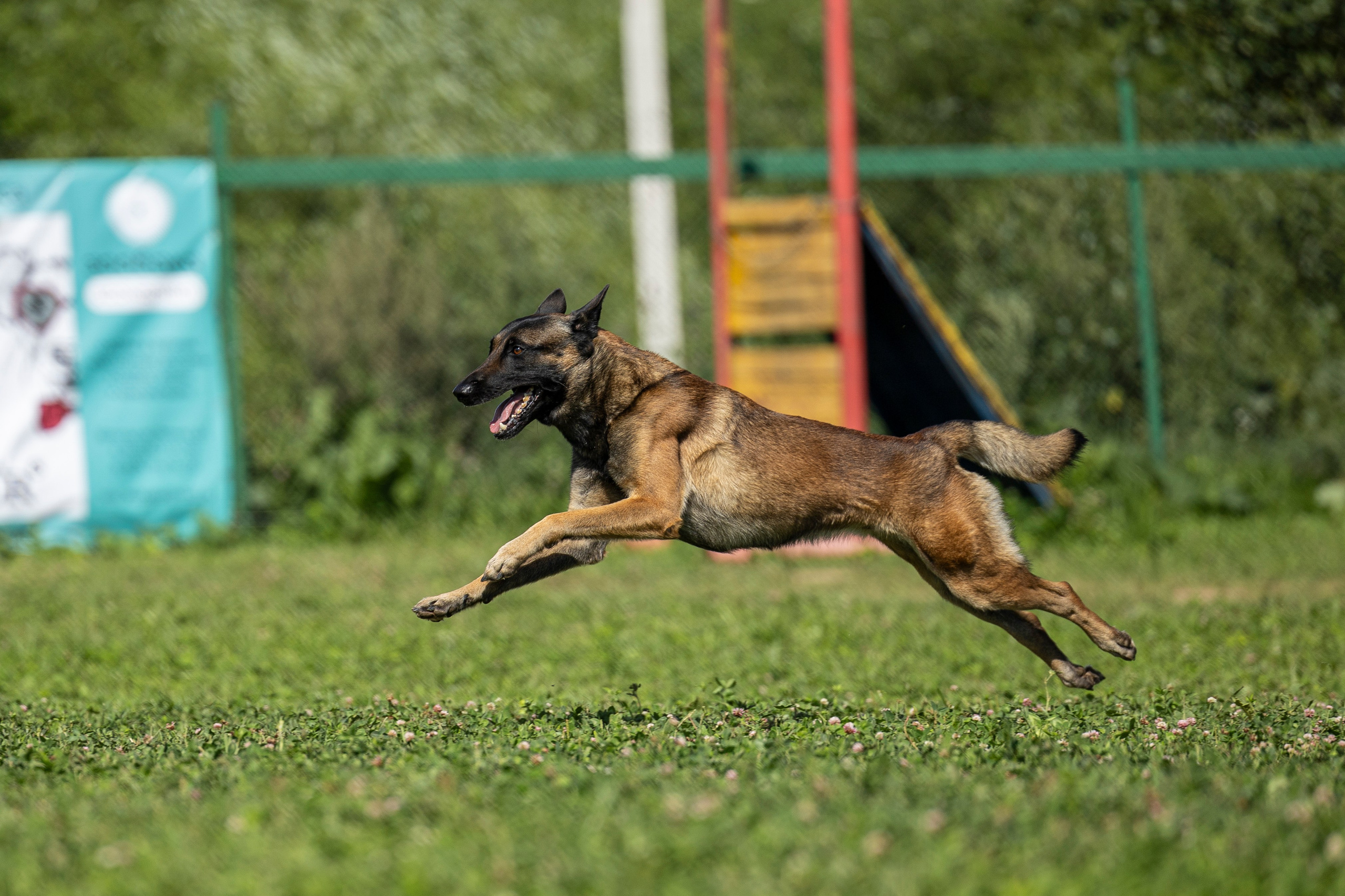 Соревнования по Мондьорингу г. Вологда 10-11.08.2024. Фотограф-анималист Анна Маринич