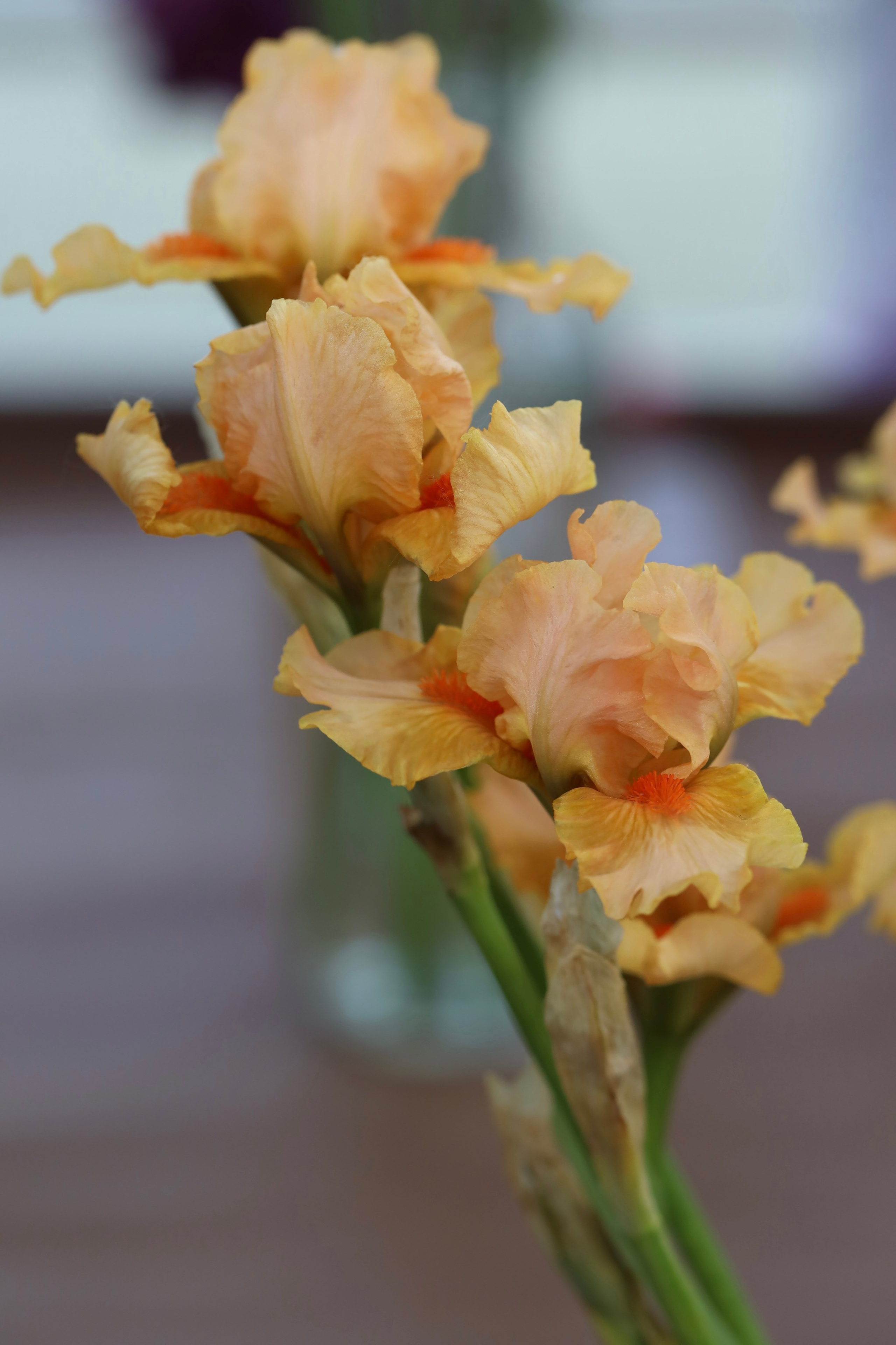 Фестиваль пионов и ирисов в Аптекарском огороде — июнь 2023. Фотосессии и репортаж — Фотограф в Москве — Рина Серёгина