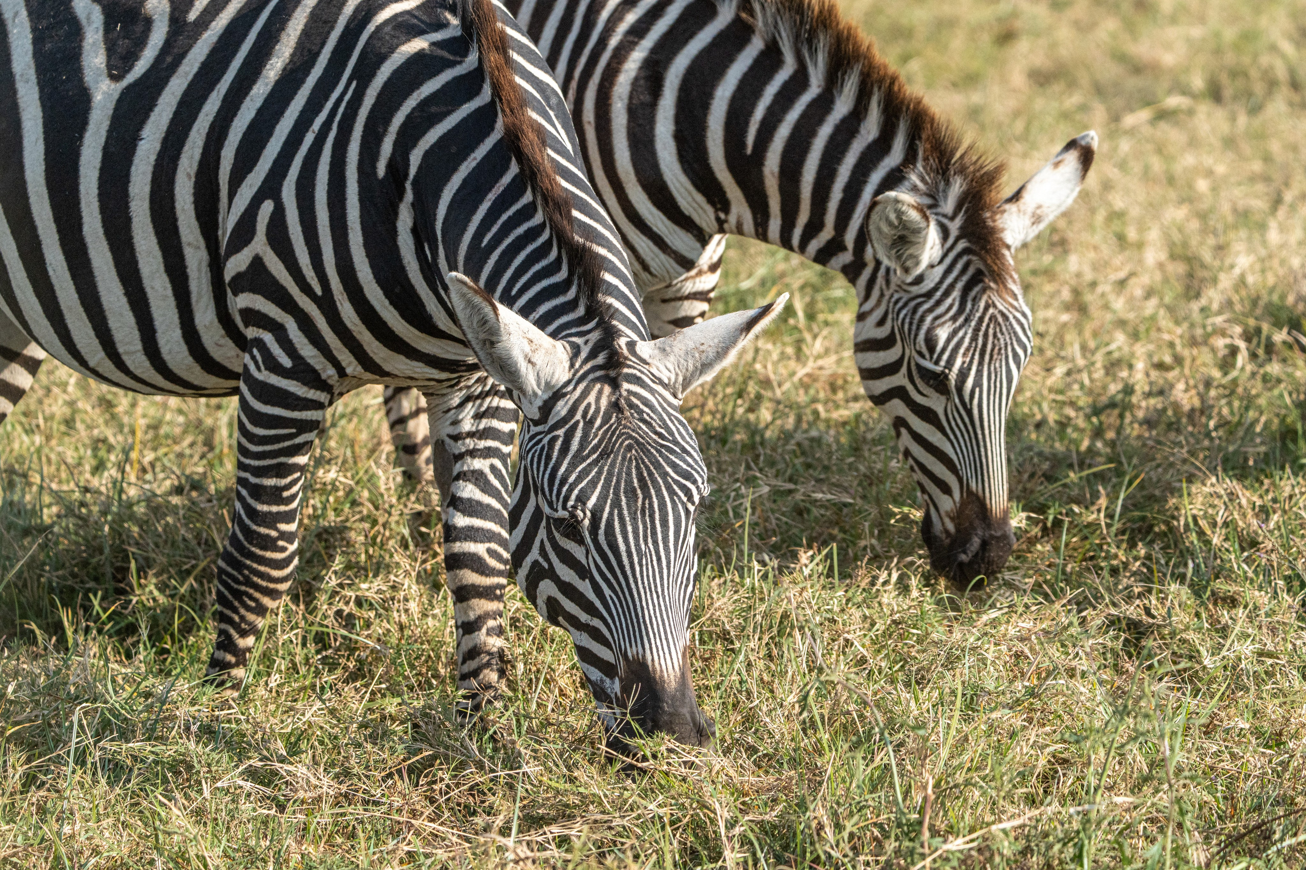 Танзания, сафари, 2025. Творческие сьемки