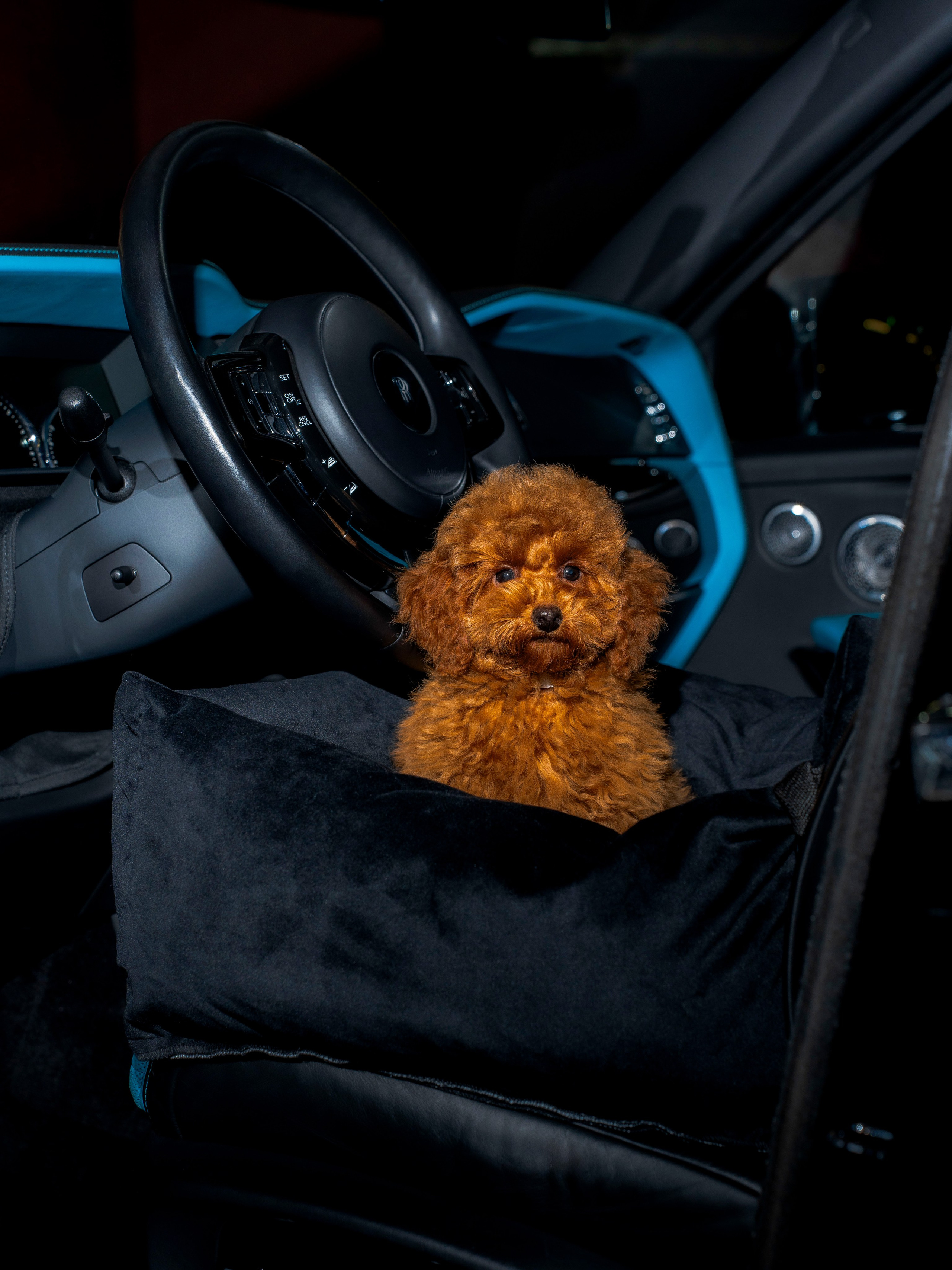 Rols Dogs. Портретный фотограф Москва Белогорцев Сергей