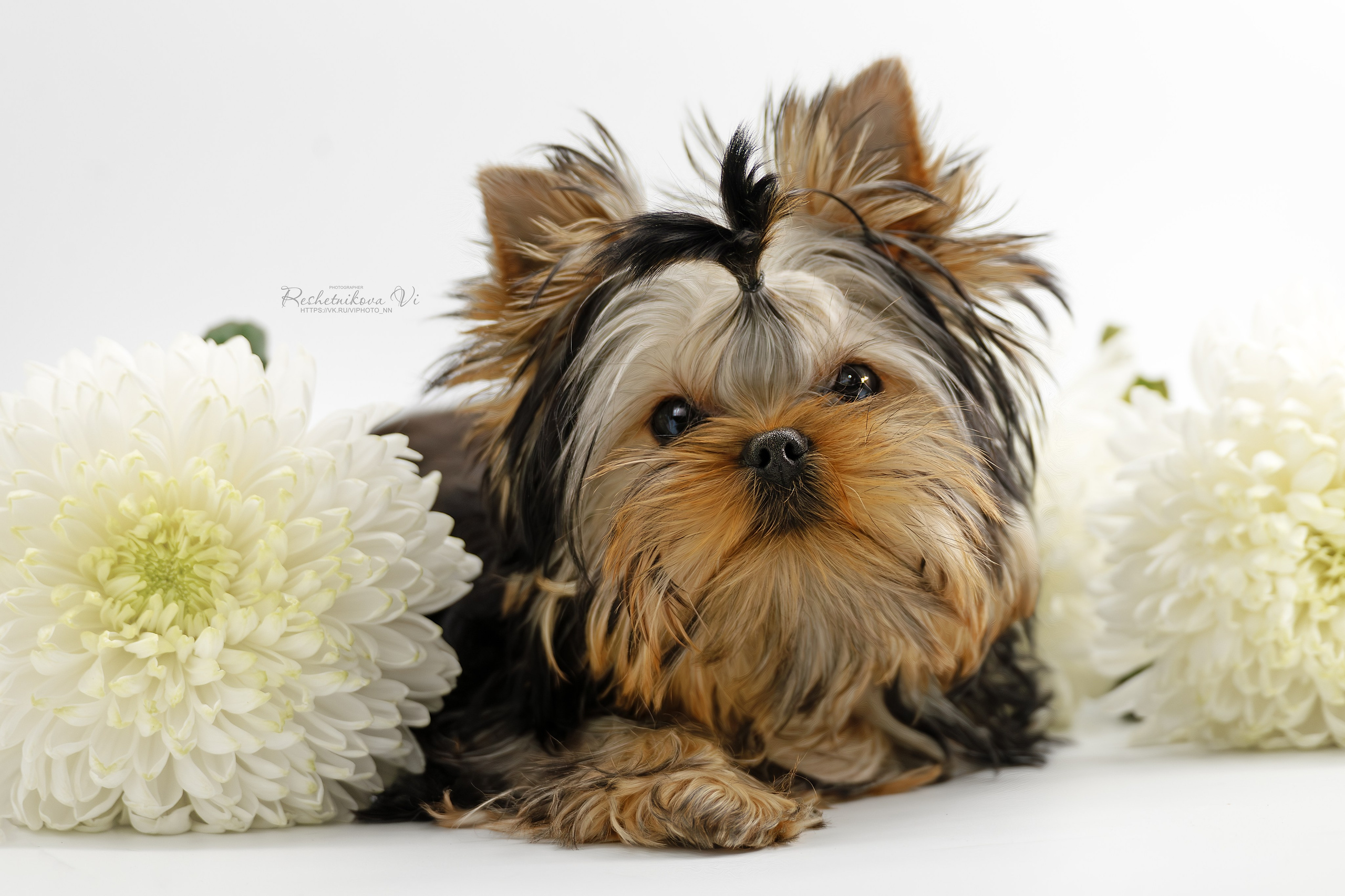 Собаки. Фотограф-анималист Нижний Новгород