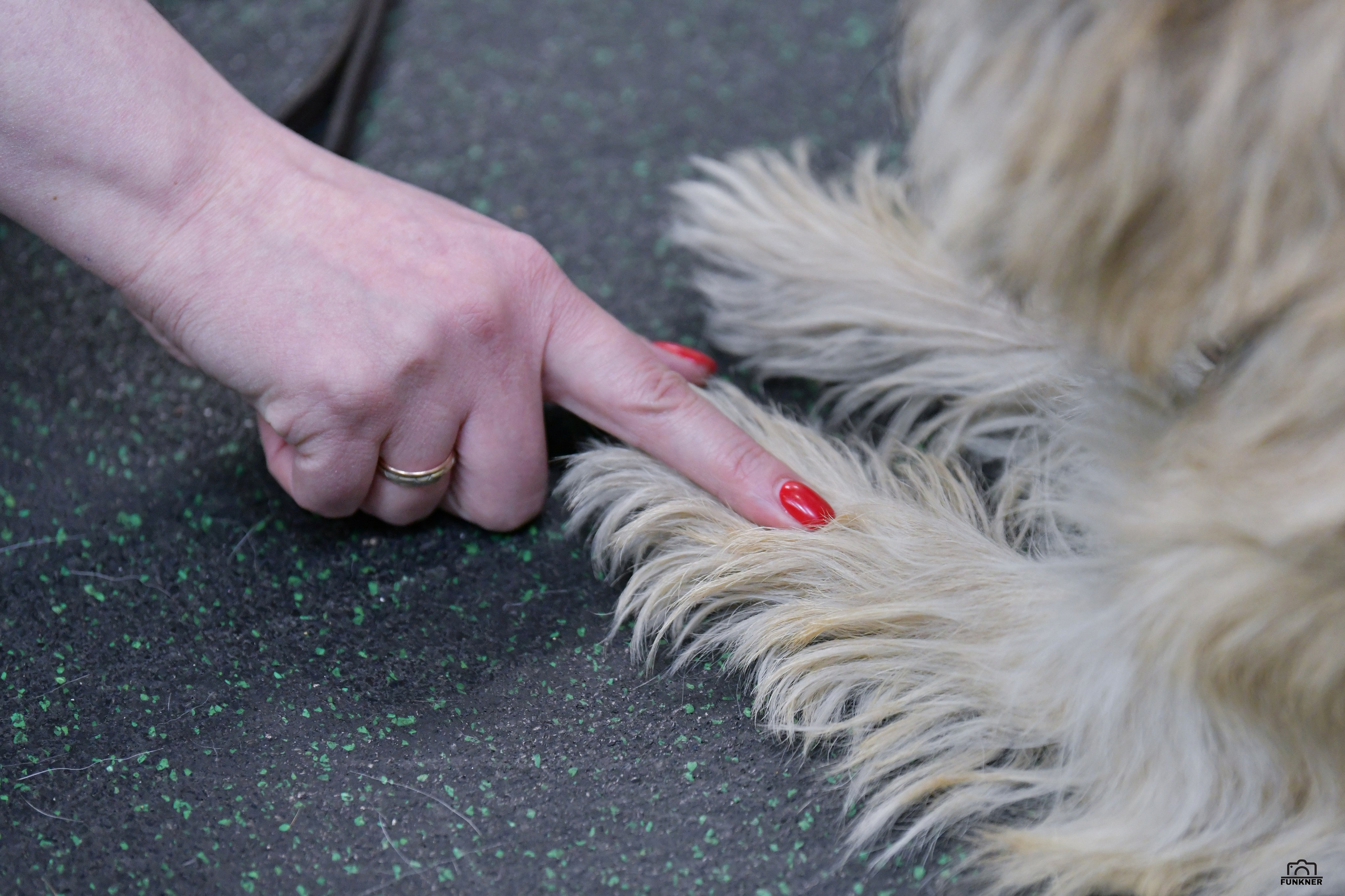 Кинологический клуб «Бодрый хвост». Свой взгляд через объектив